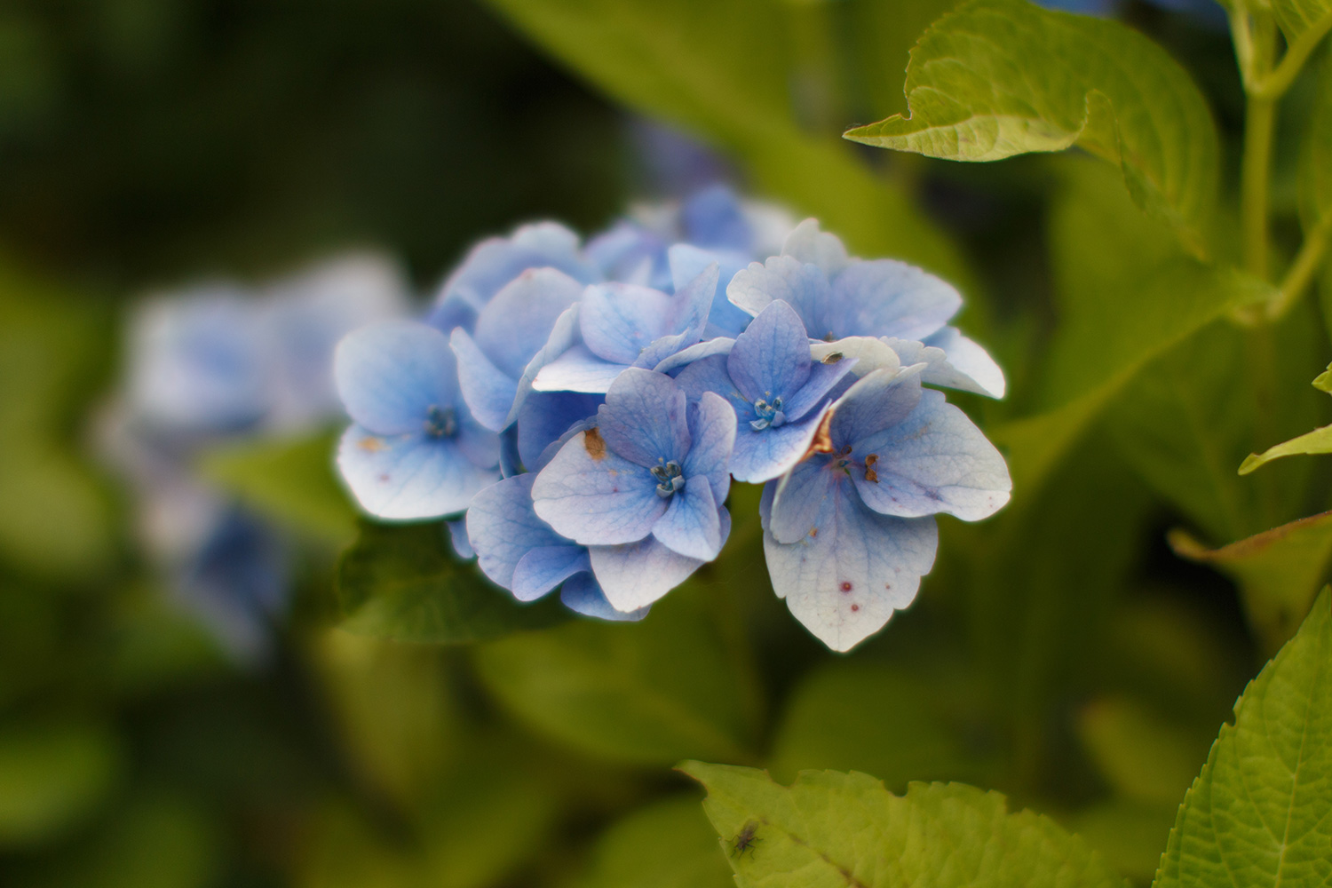 Billede af blomst med sløret baggrund