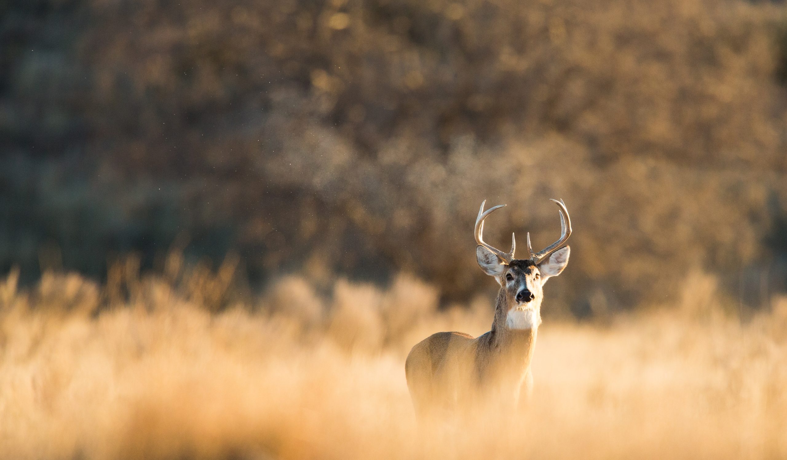 Hjort i åker om høsten