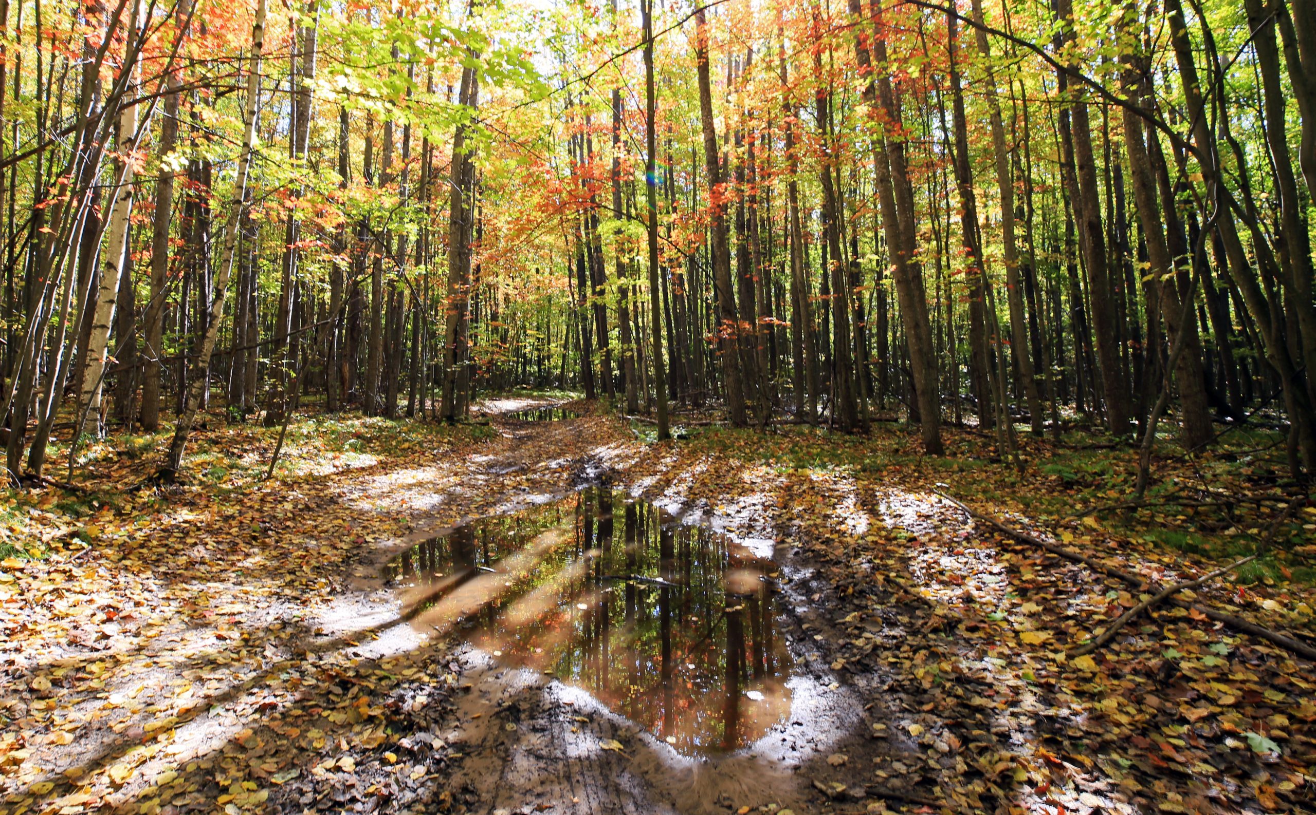 Bild av vattenpöl i höstskog