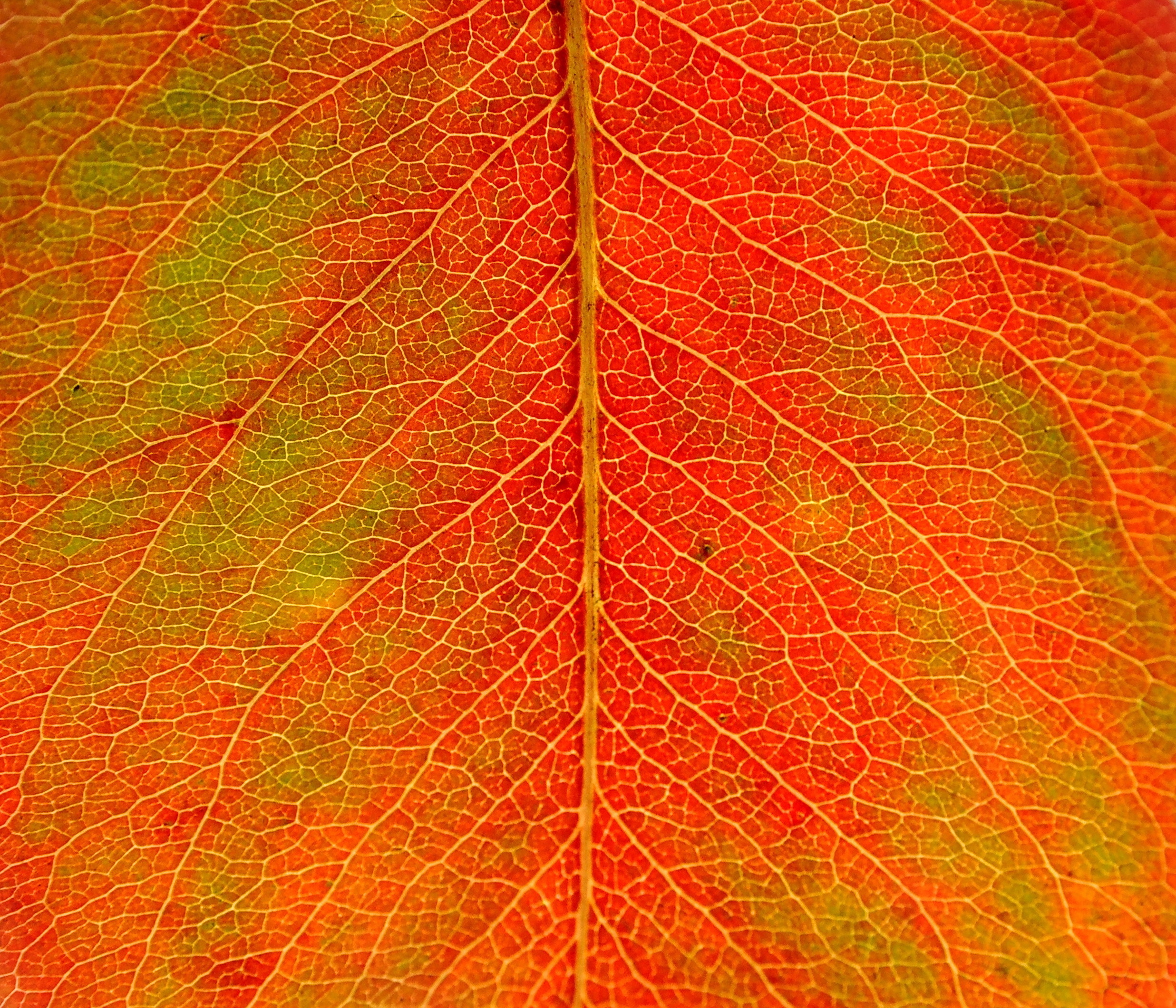 Makrofotografi af tekstur i efterårsblad