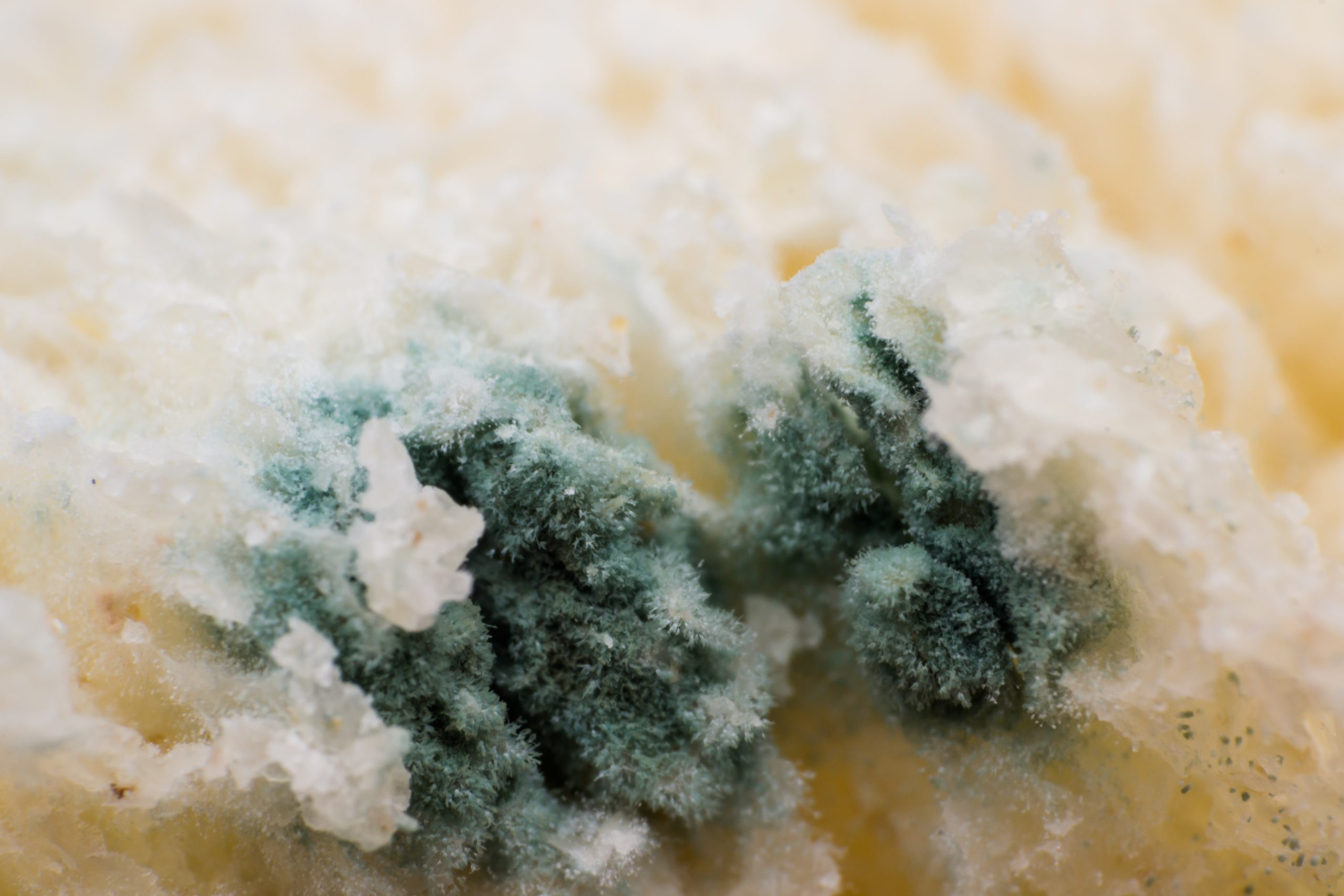 makrokuva homeinen leipä