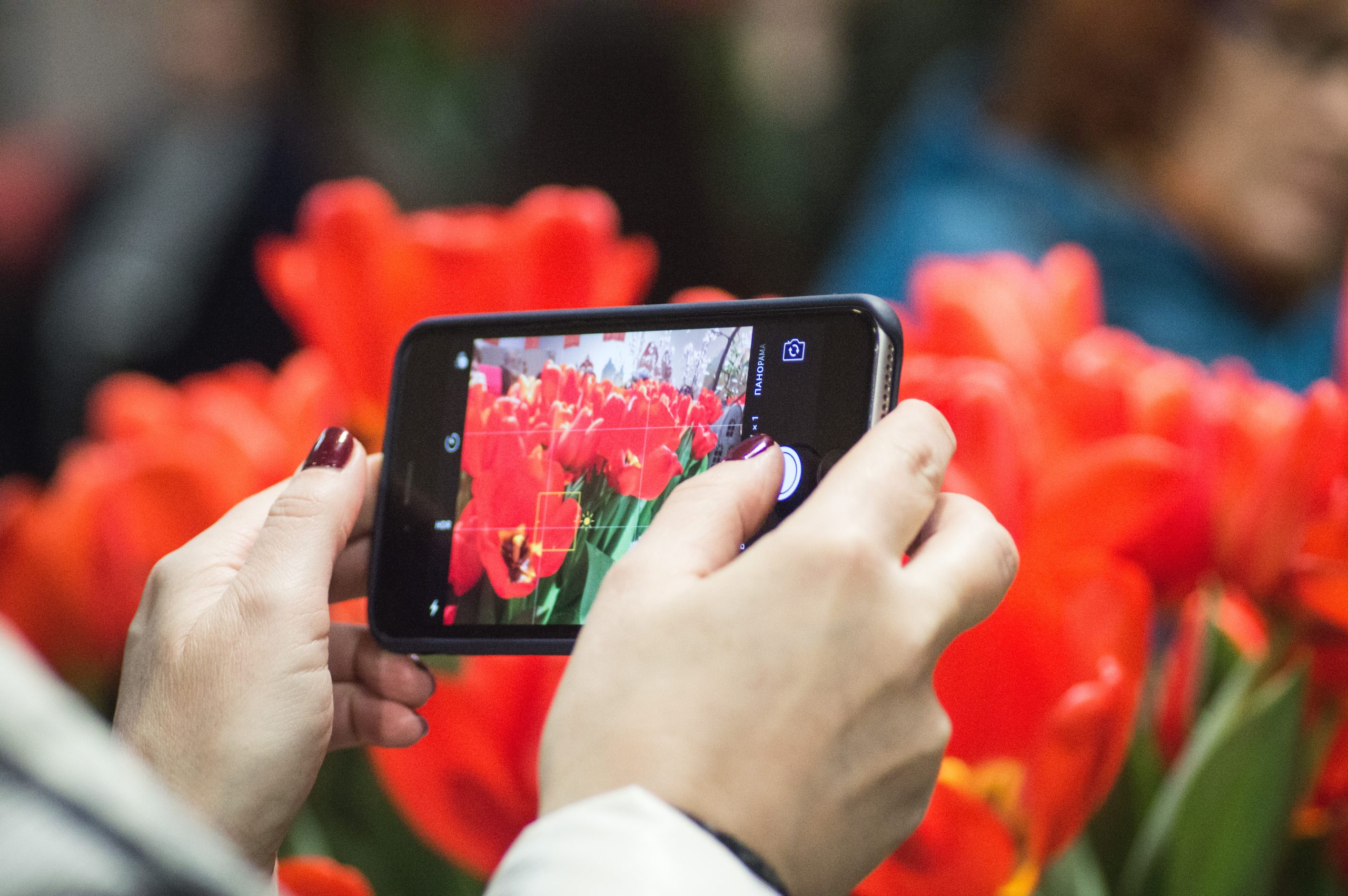 Bild av händer som fotograferar blommor med mobilen