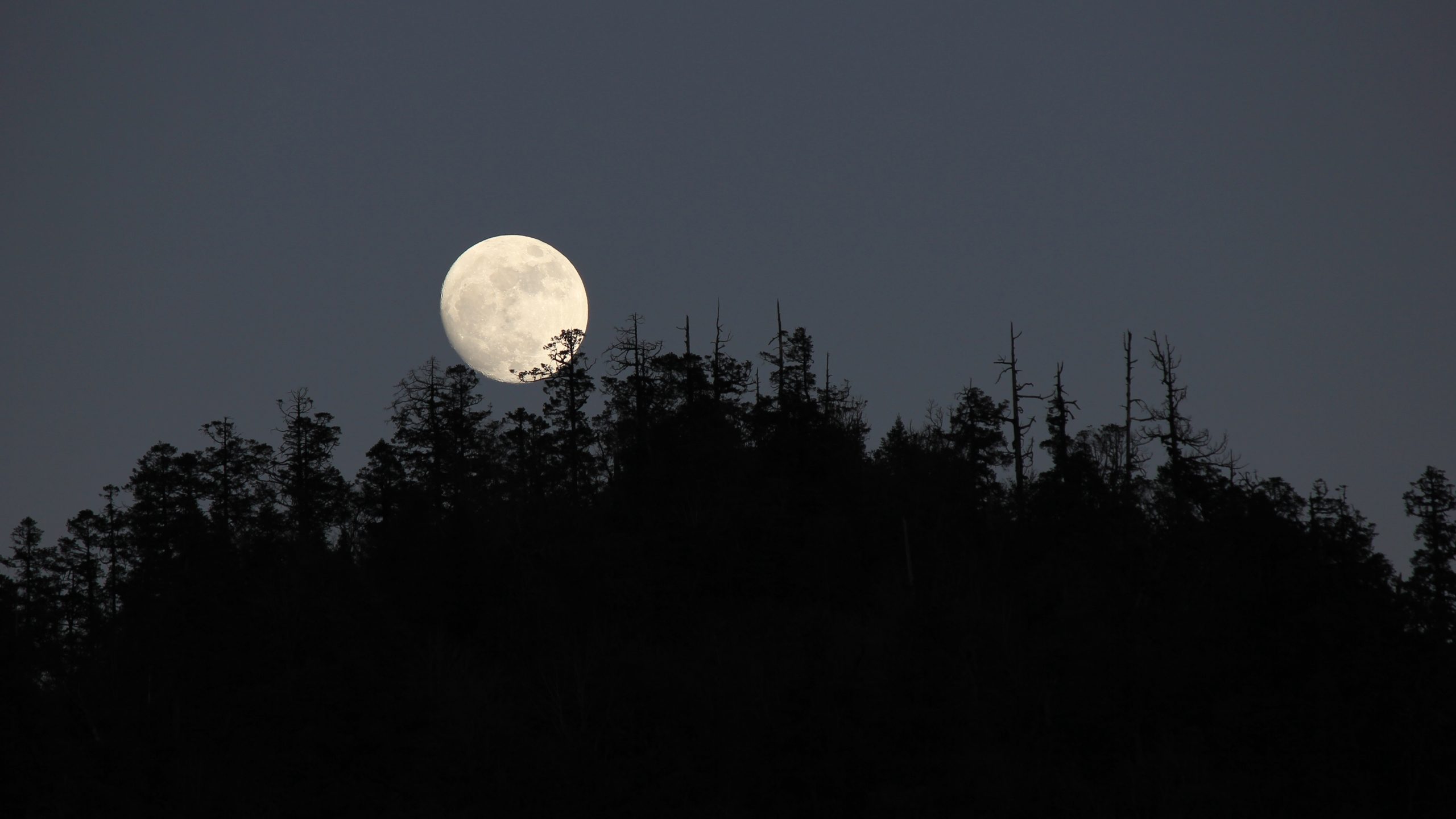 Stor fuldmåne på himmel bag mørke træer