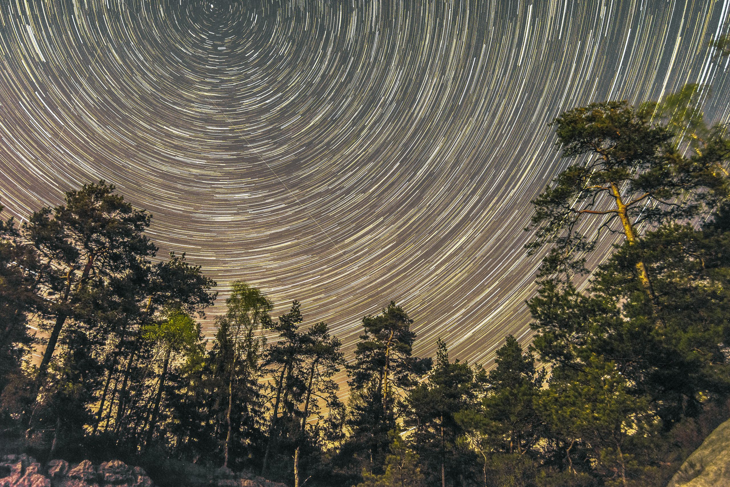 Stjernespor på himlen i fyrretræsskov