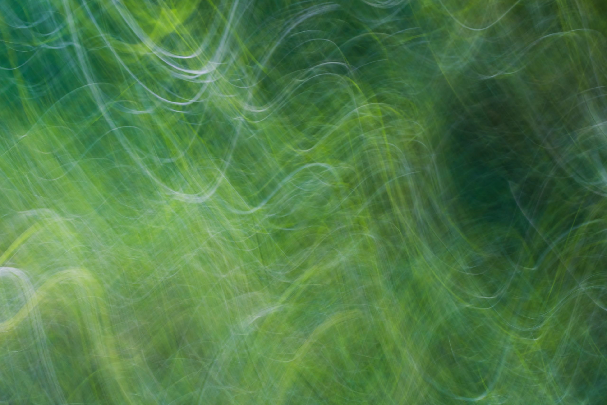 Bilde av skog med bevegelsessløring