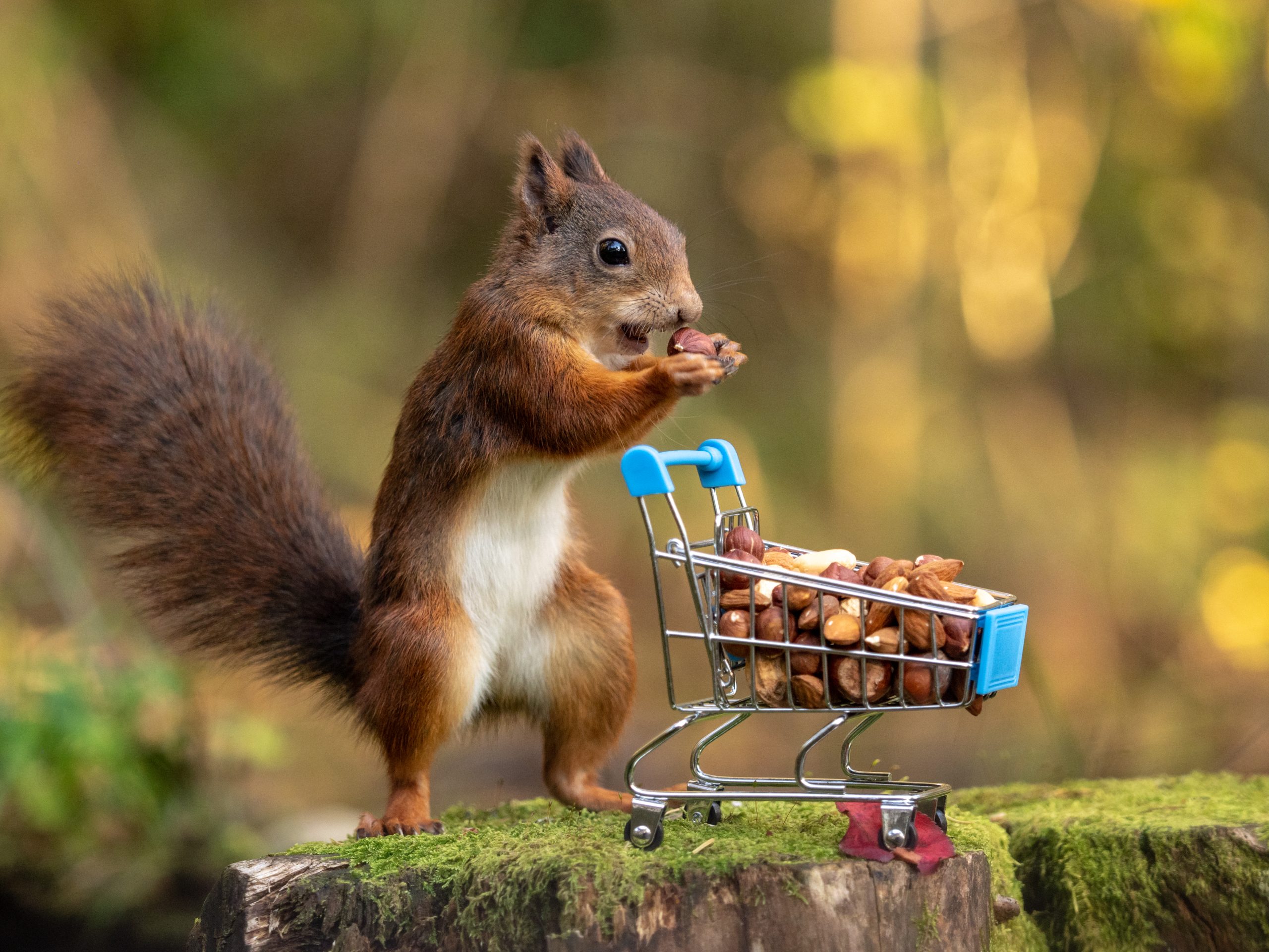 En ekorre äter nötter från en kundvagn