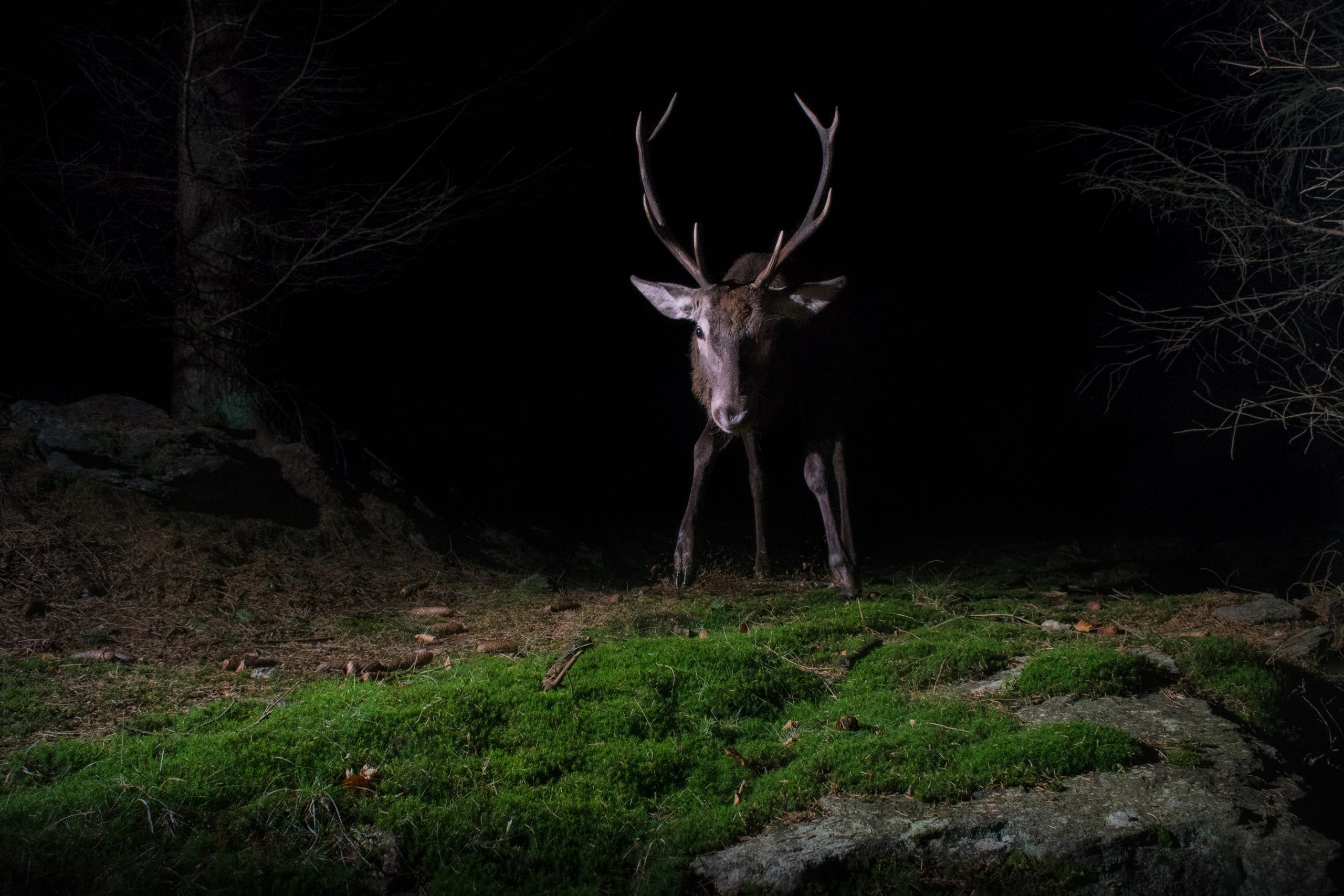 Slik bruker du et viltkamera