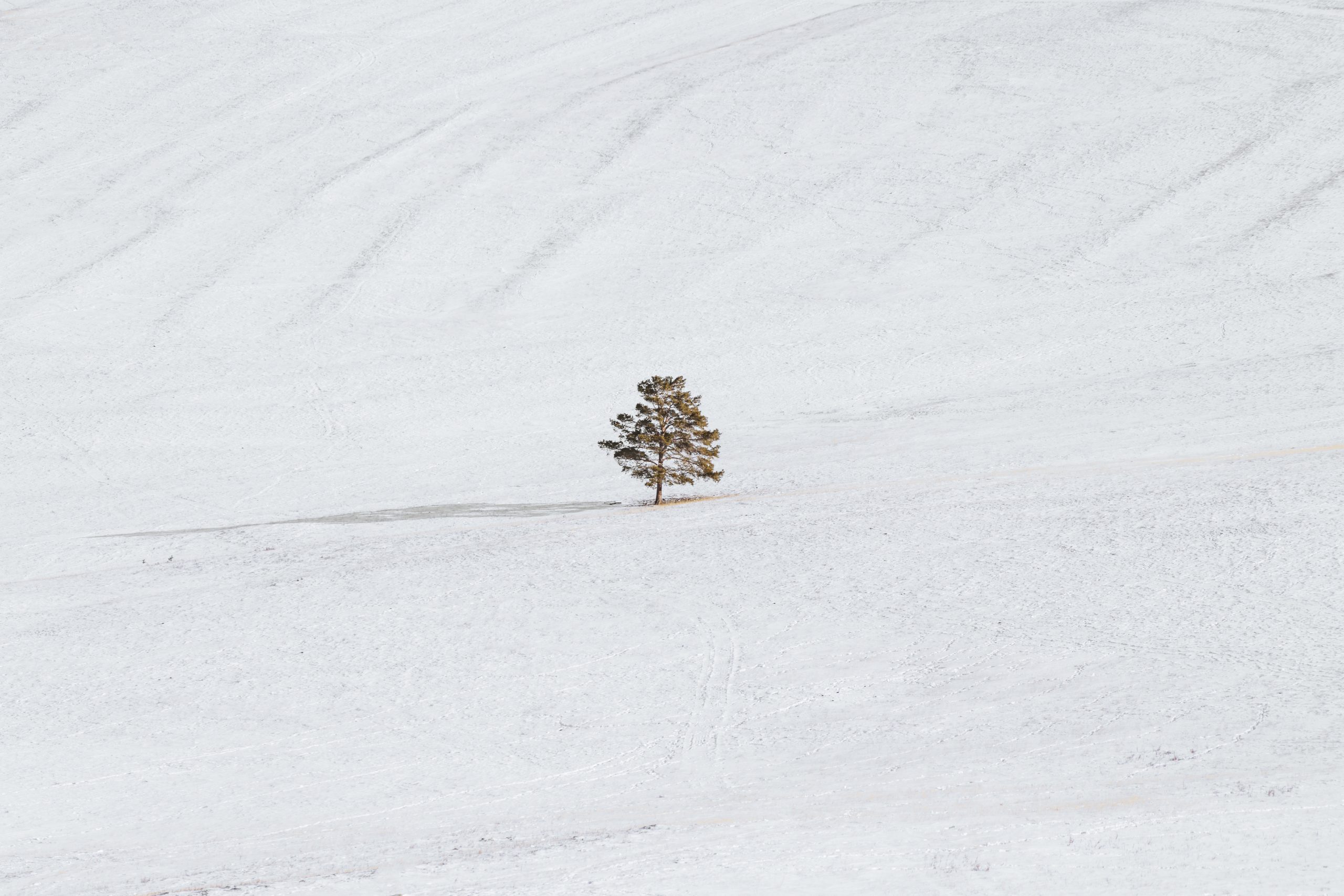 Enkel bild av snöklätt fält med träd i mitten
