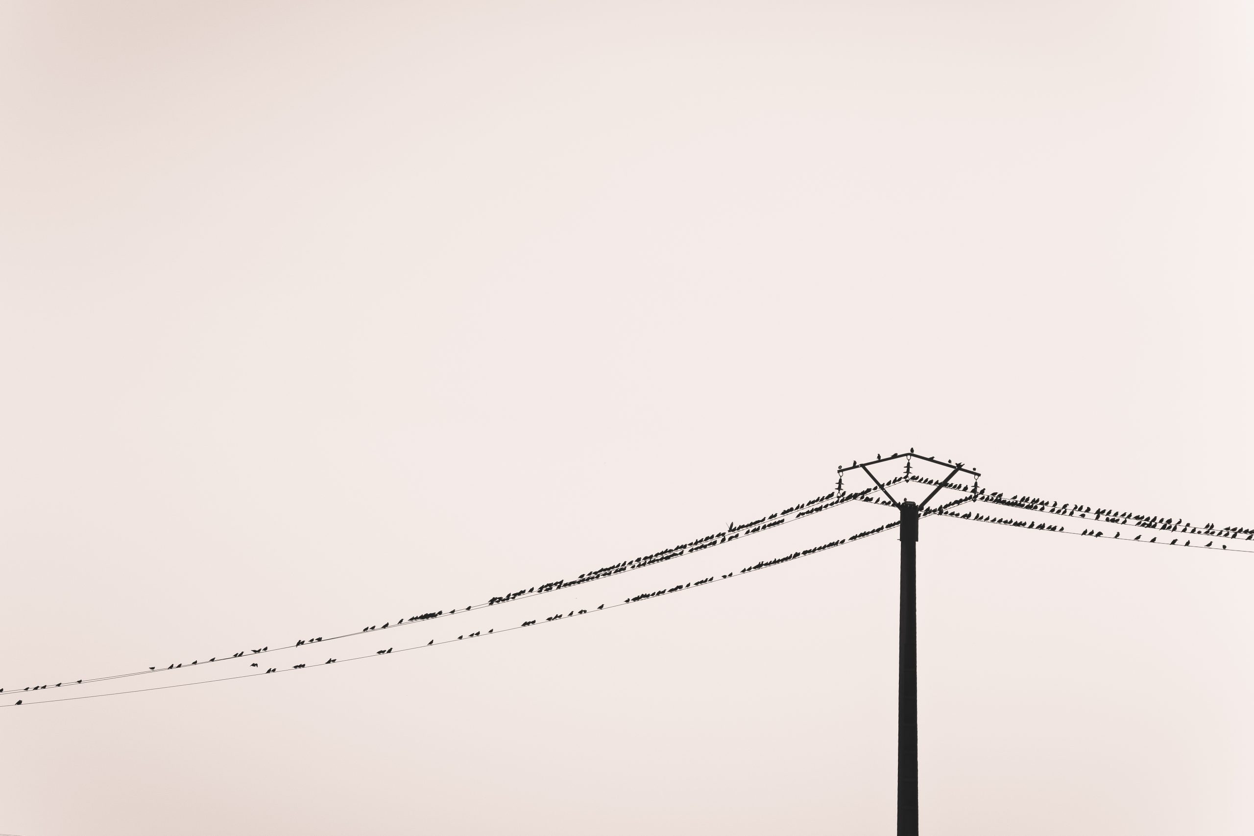 Enkelt billede af telefonmast med fugle