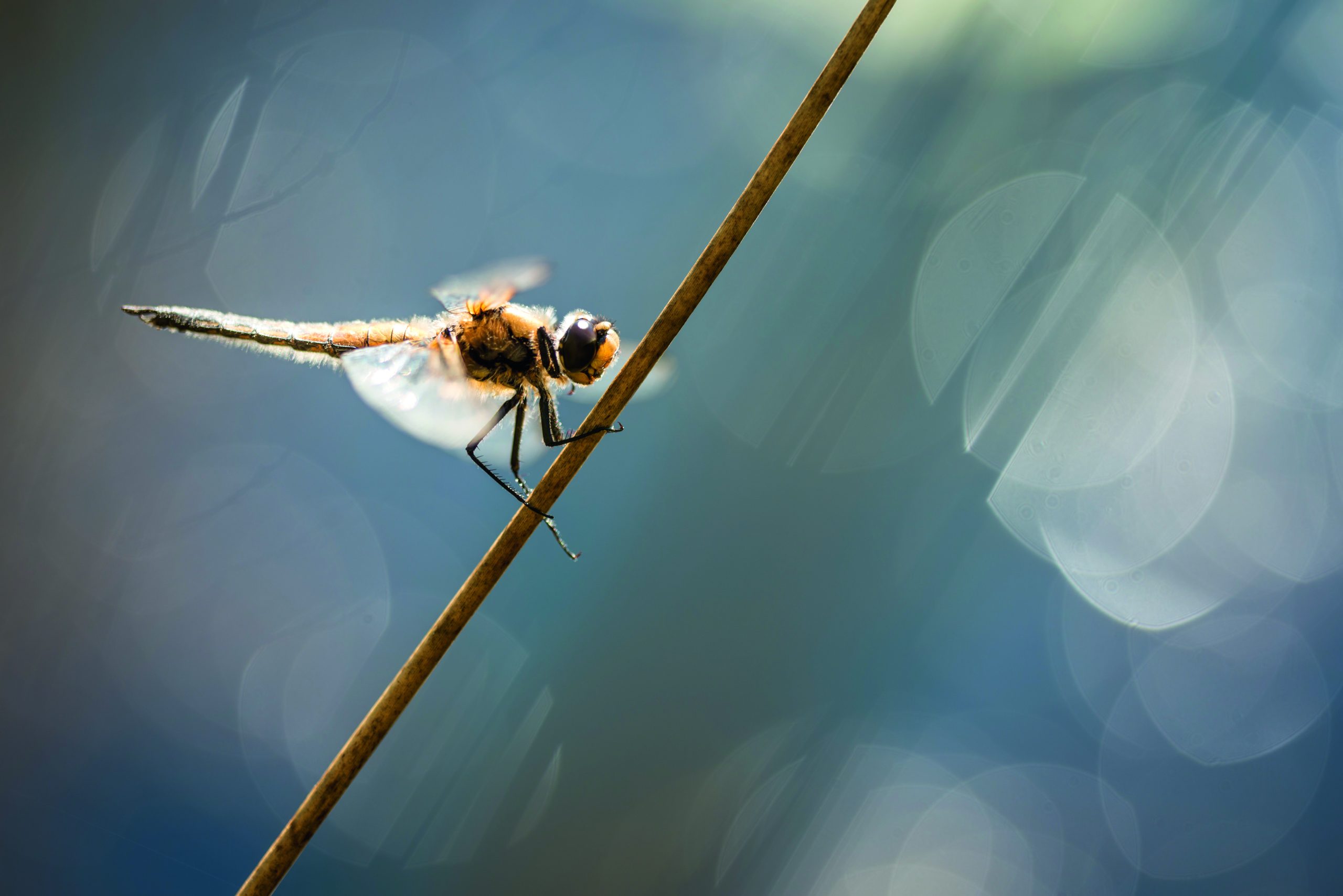 Det ska du fotografera i sommar