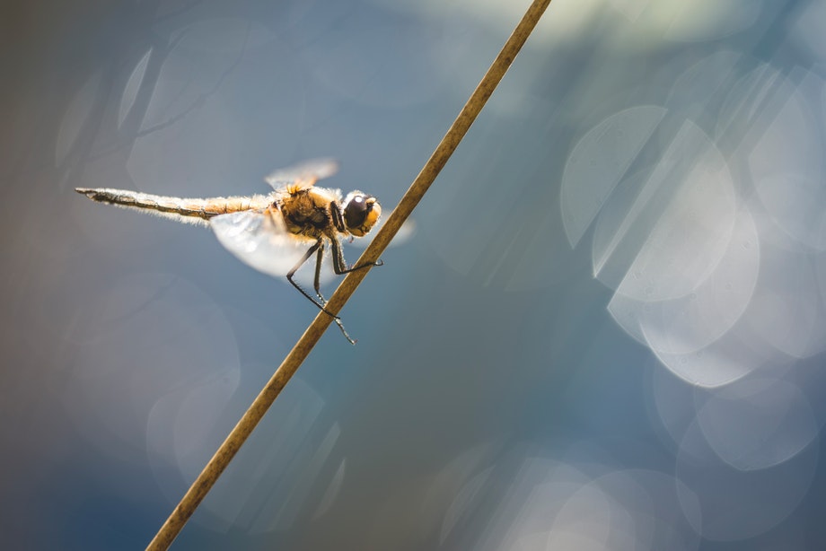 Kuvausaiheita kesäksi
