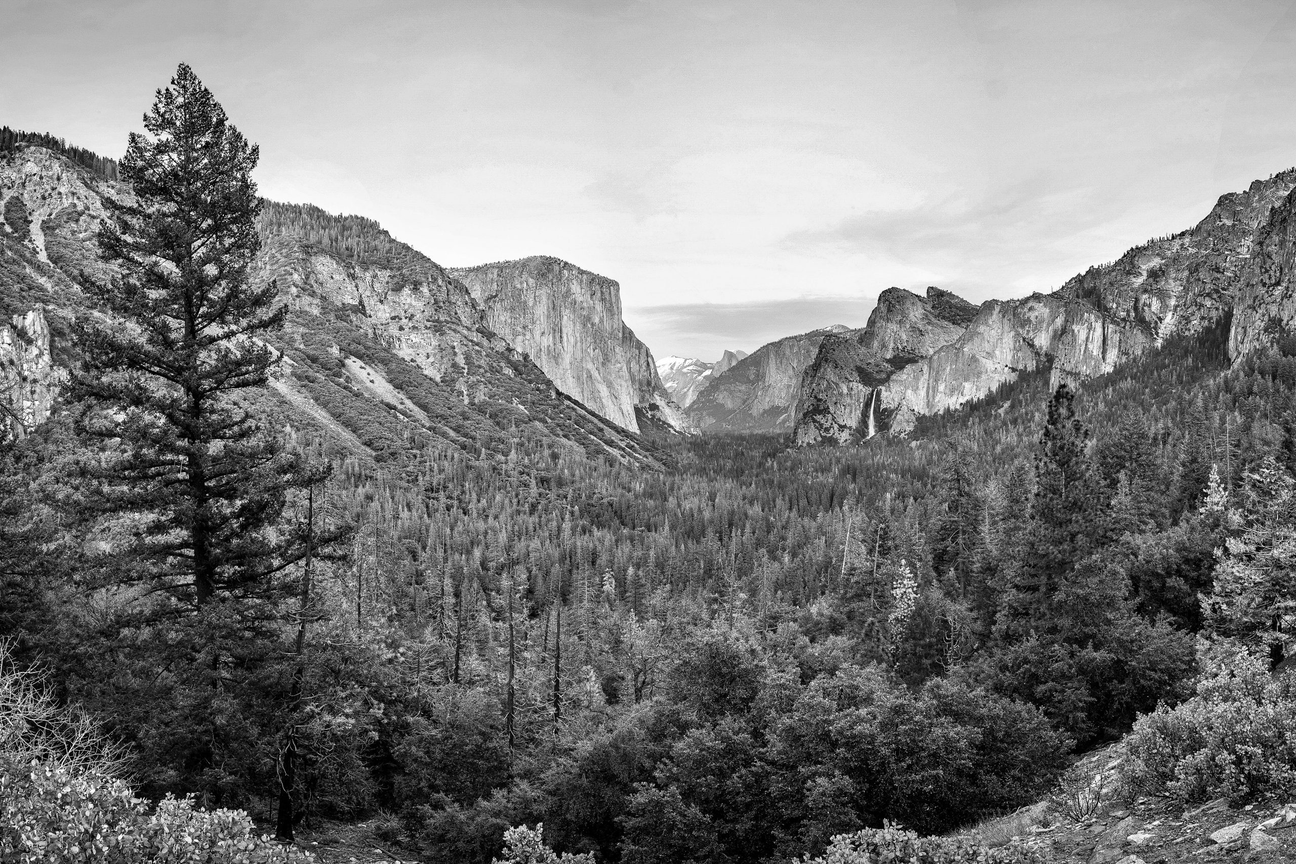 Svartvit landskapsbild