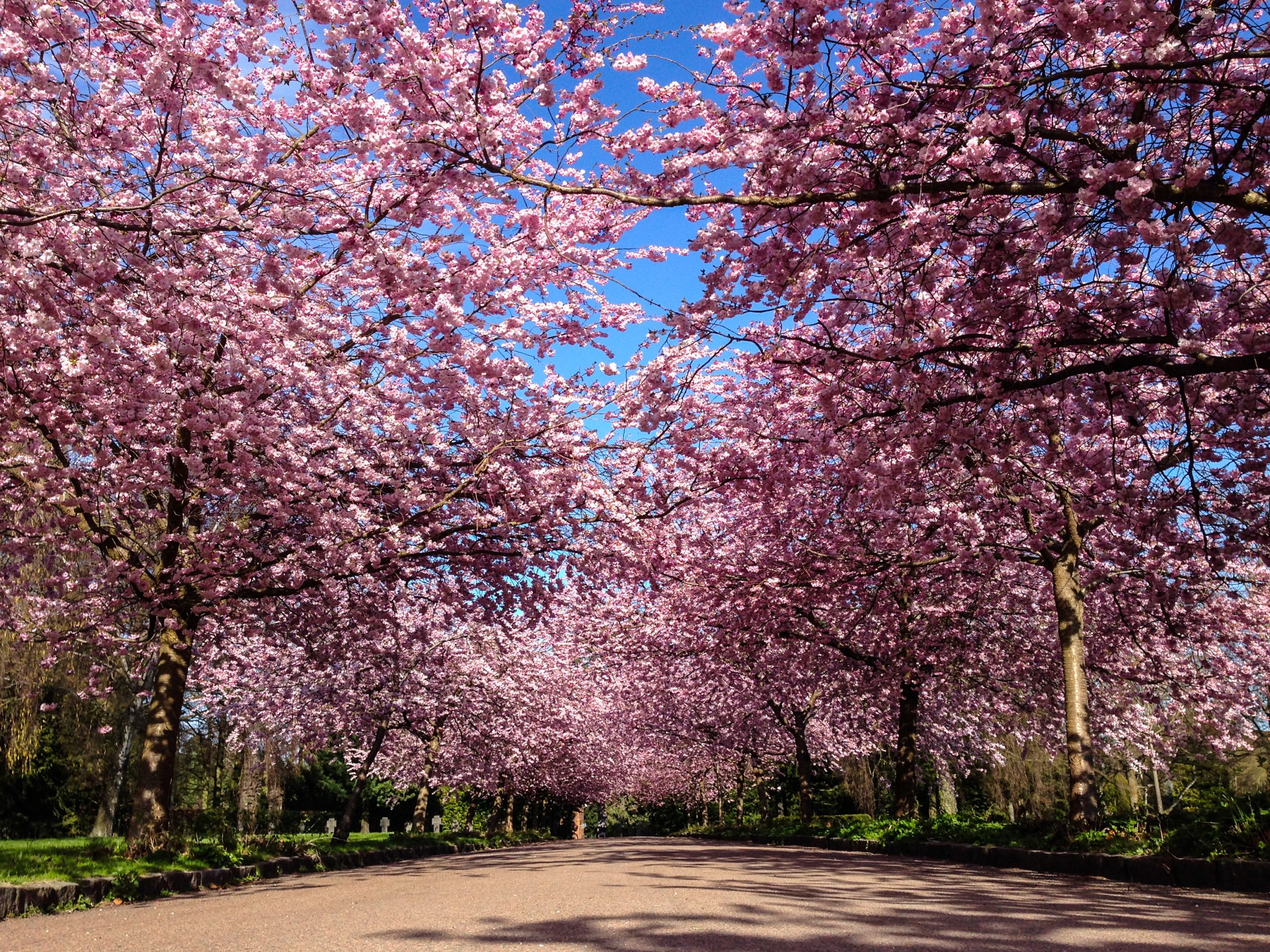 Blommande körsbärsträd