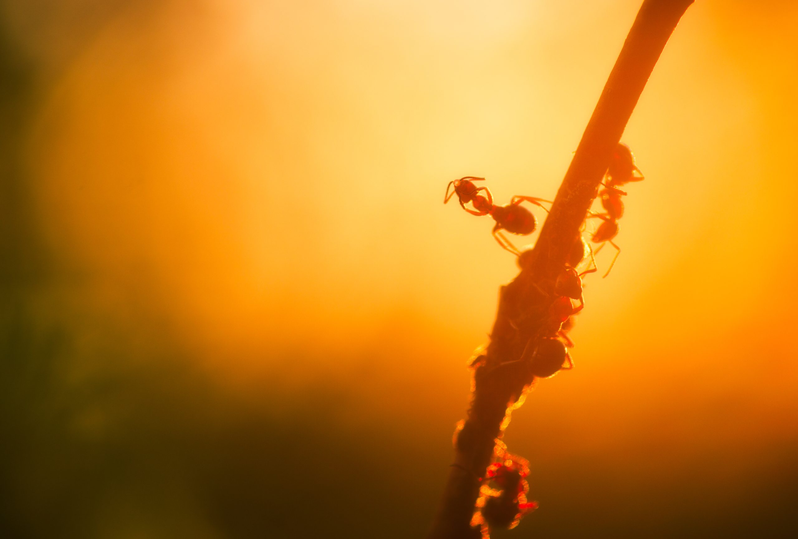 Joni Niemelä myrfoto