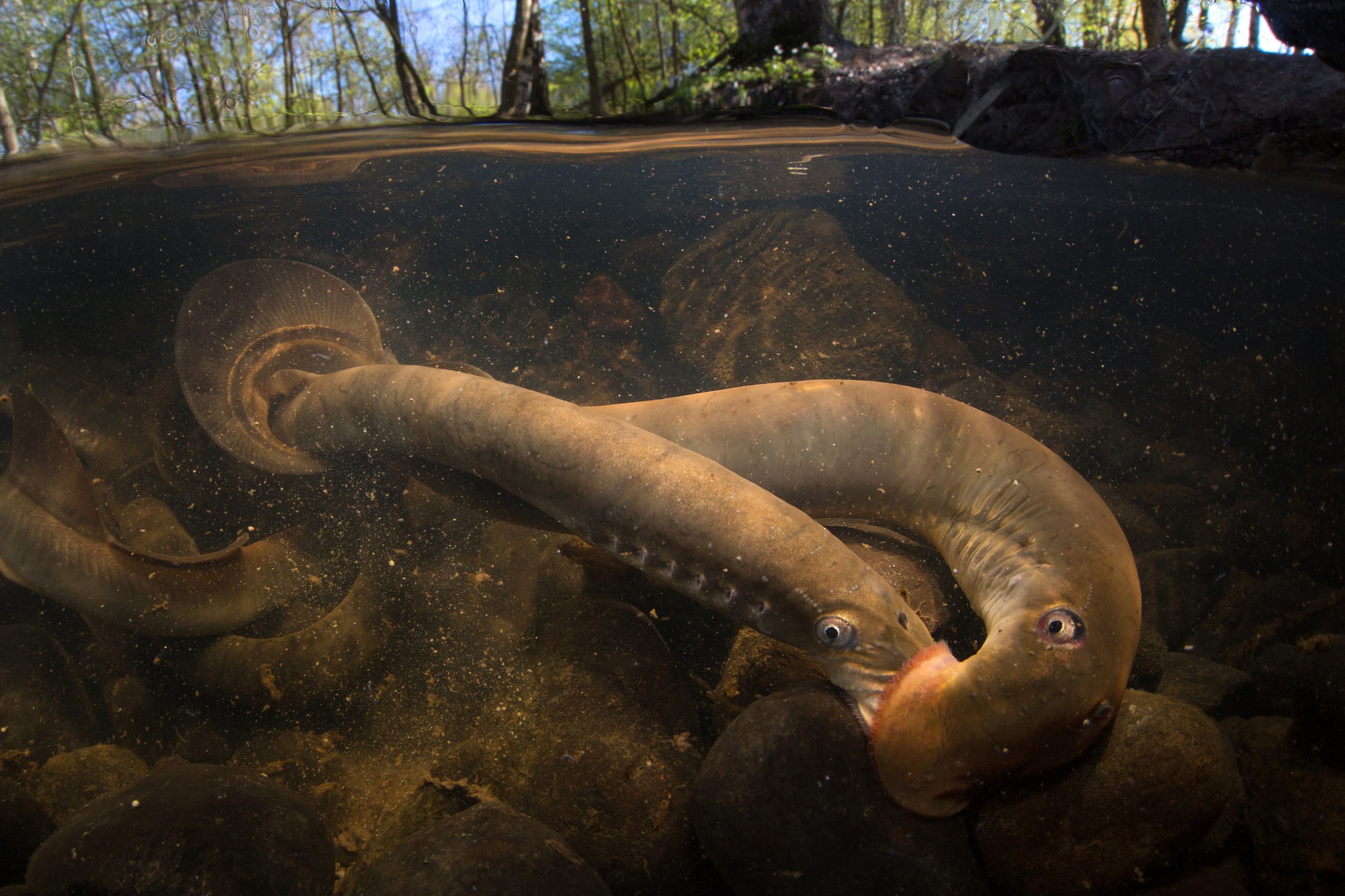 Pekka Tuuri/UPY 2019