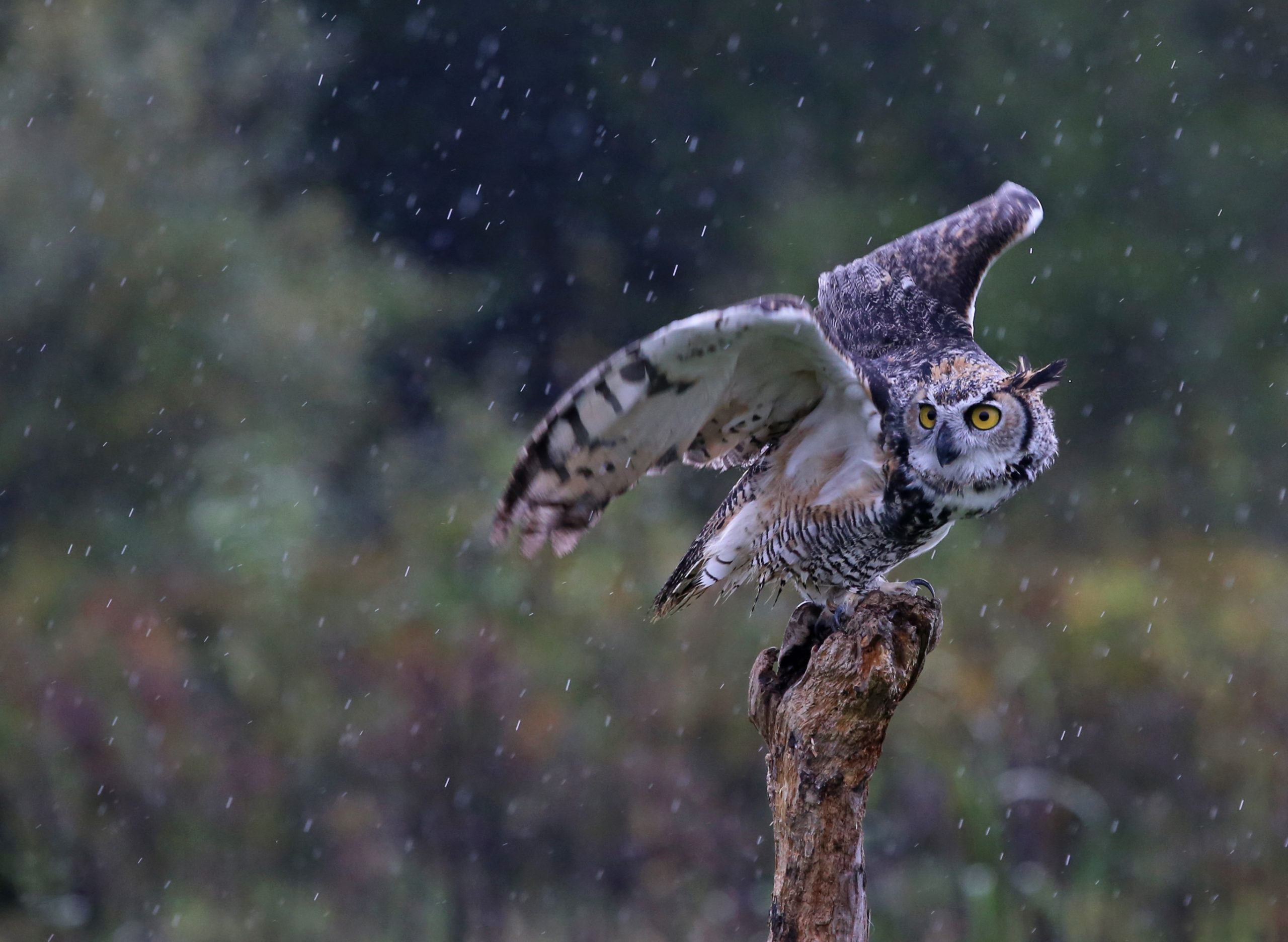 Tips for å fotografere ugler