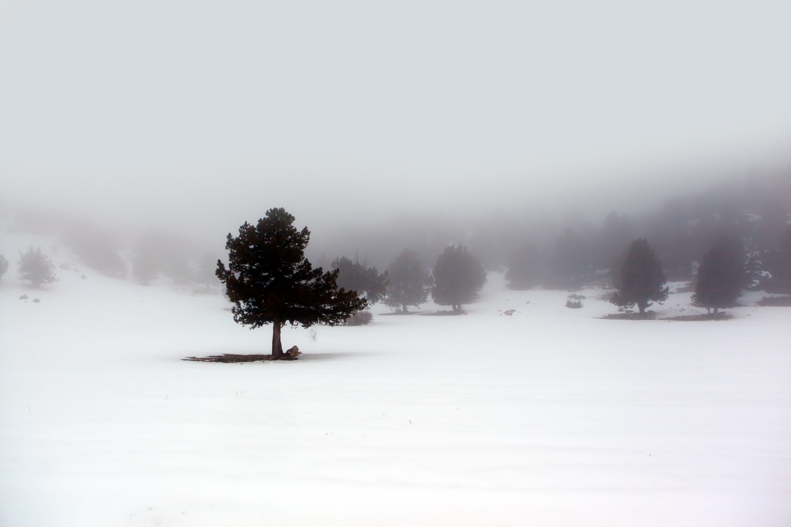 Träd i snölandskap svartvita bilder