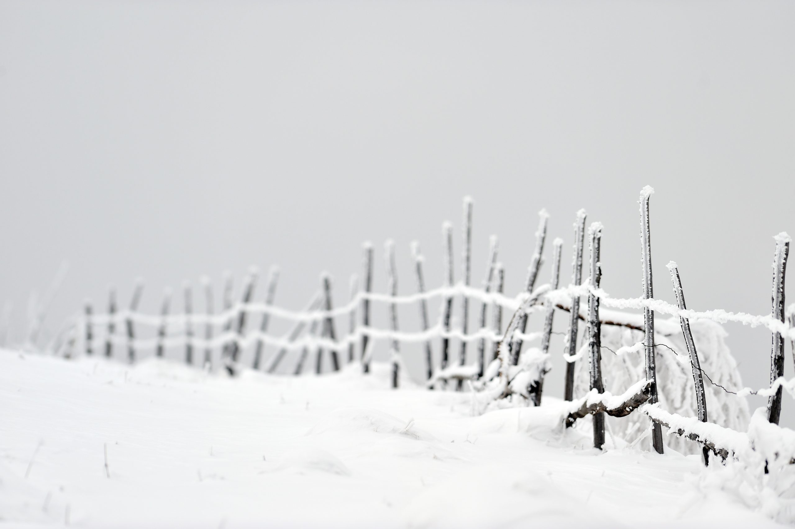 Stängsel i snön svartvita bilder