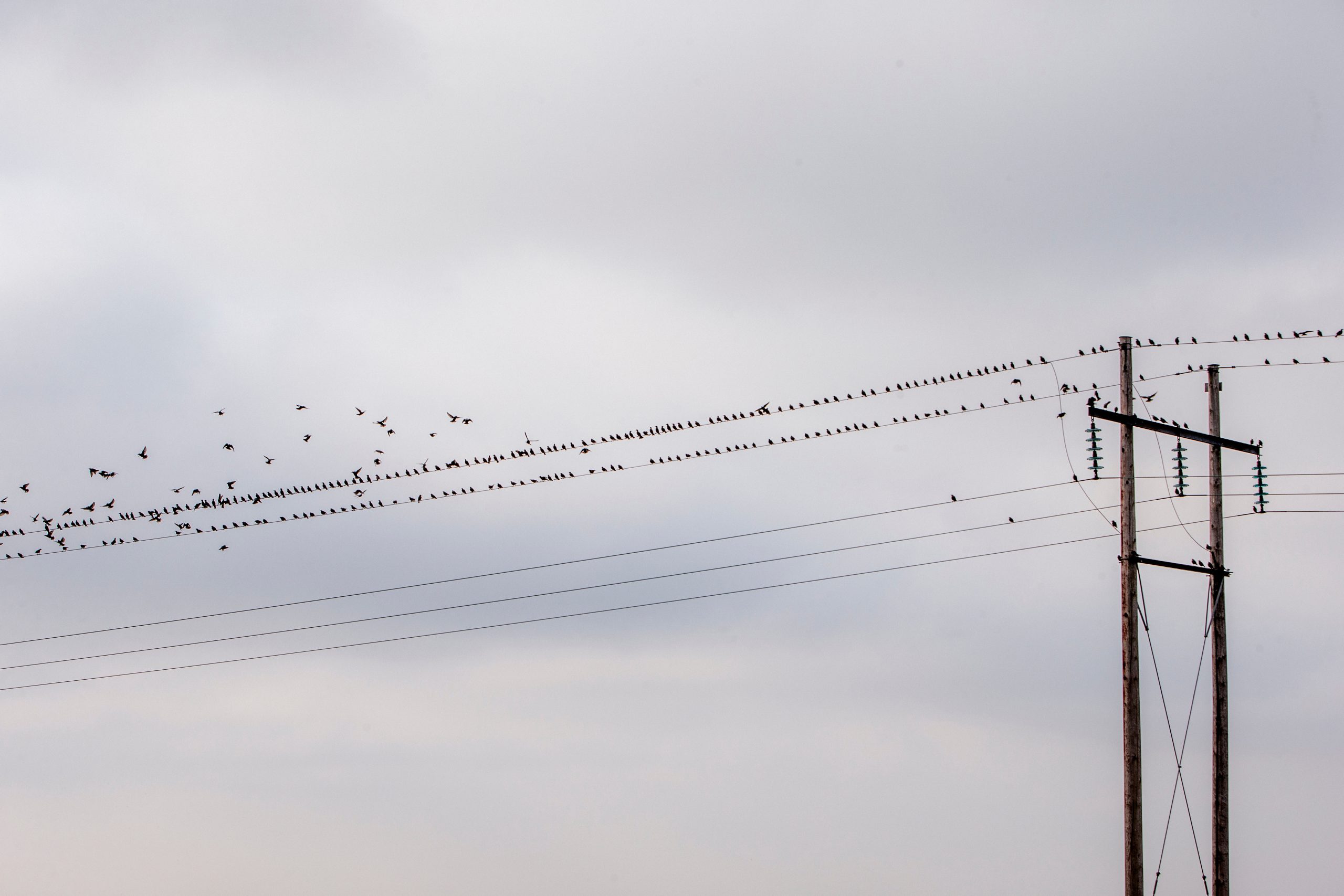 Bild av fåglar i flock på kraftledning i mulet väder
