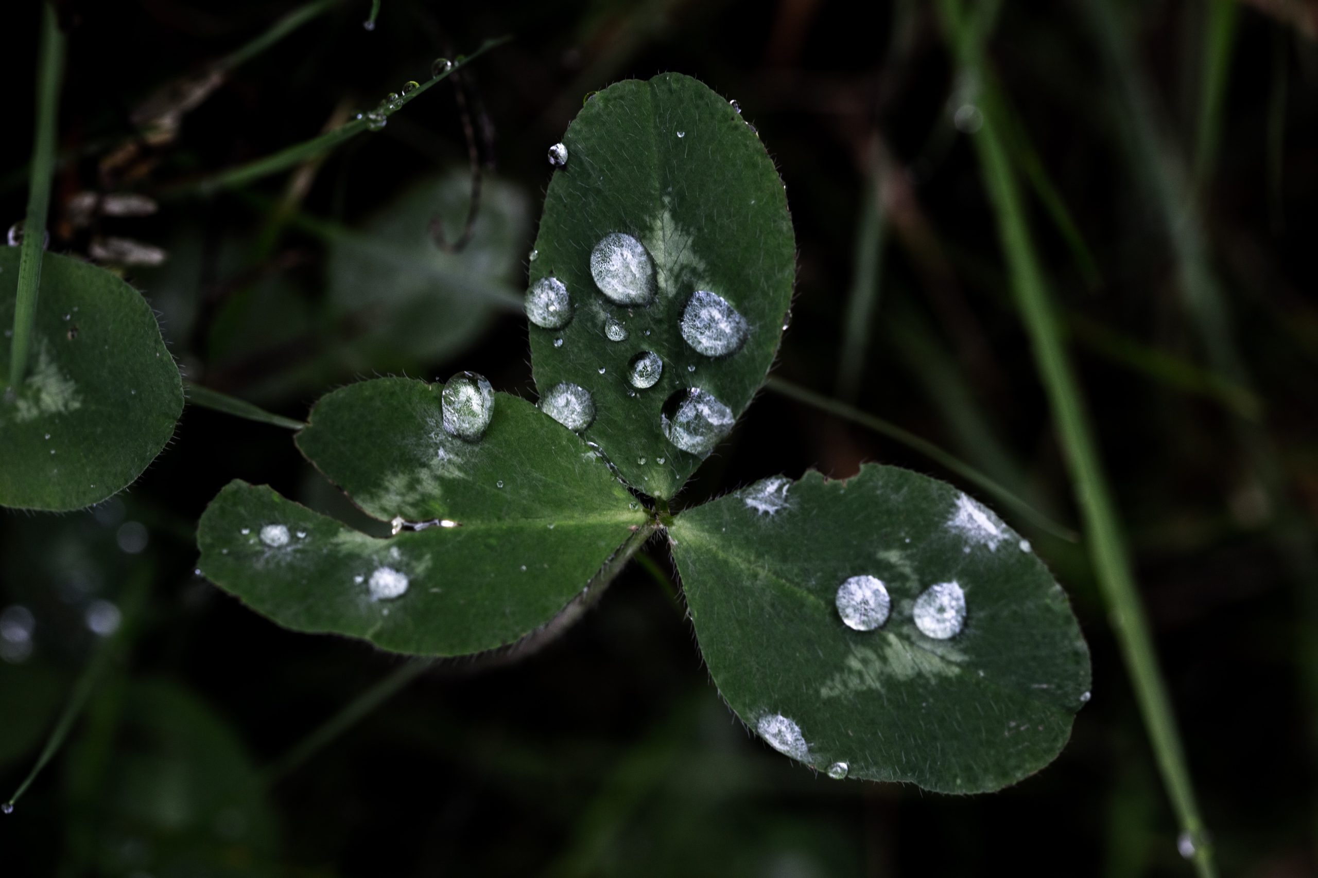 Sateen kastelemaa metsää