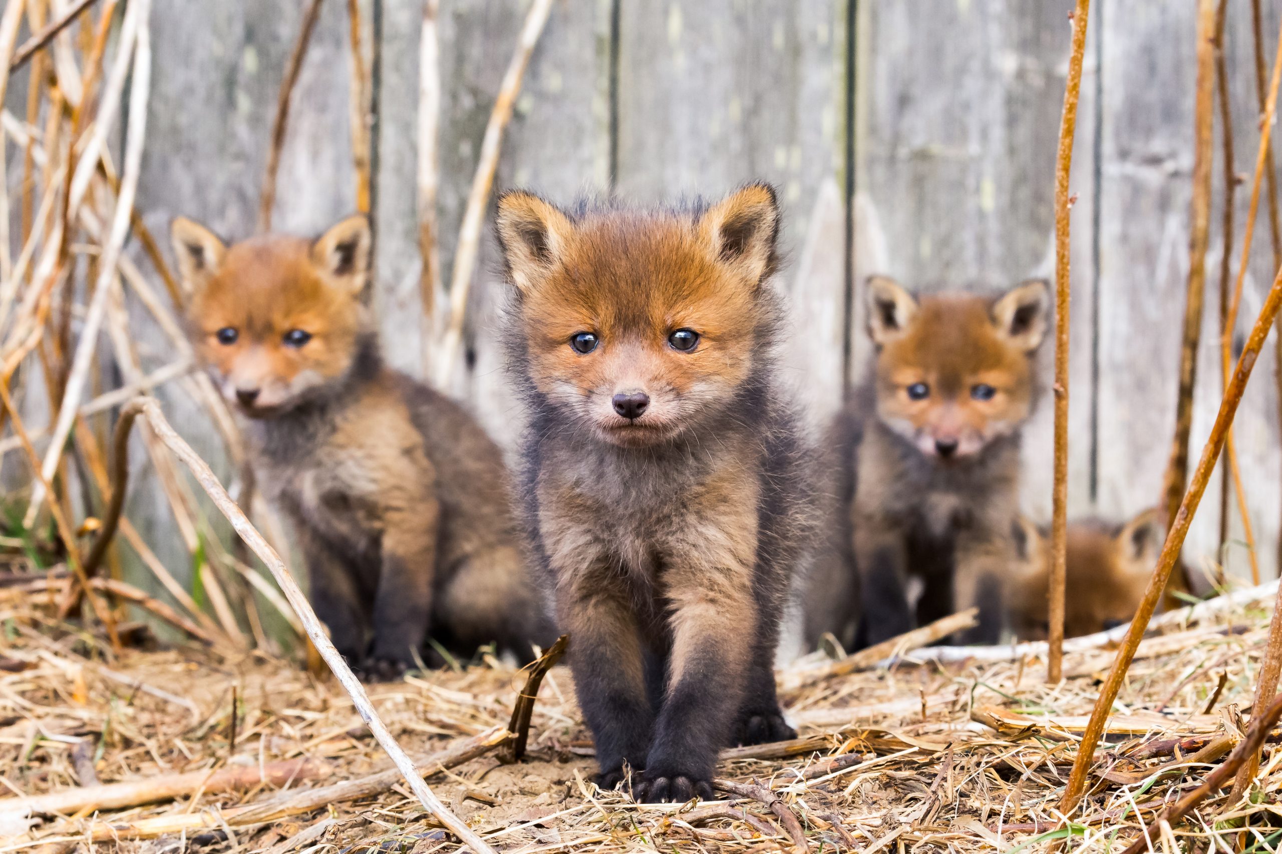 Rævehvalpe 