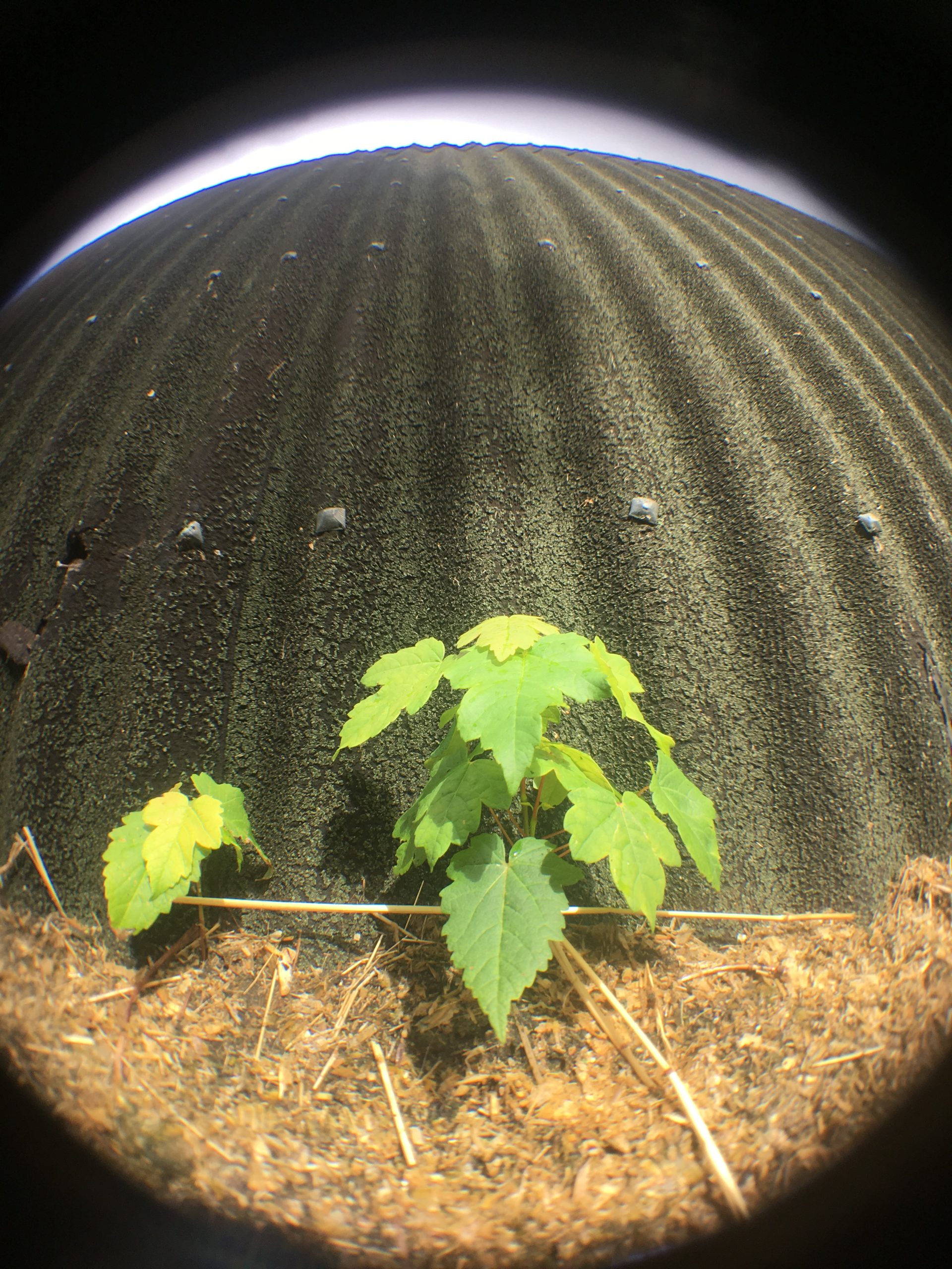 Växt fotograferad med fiskögeobjektiv för smartphone