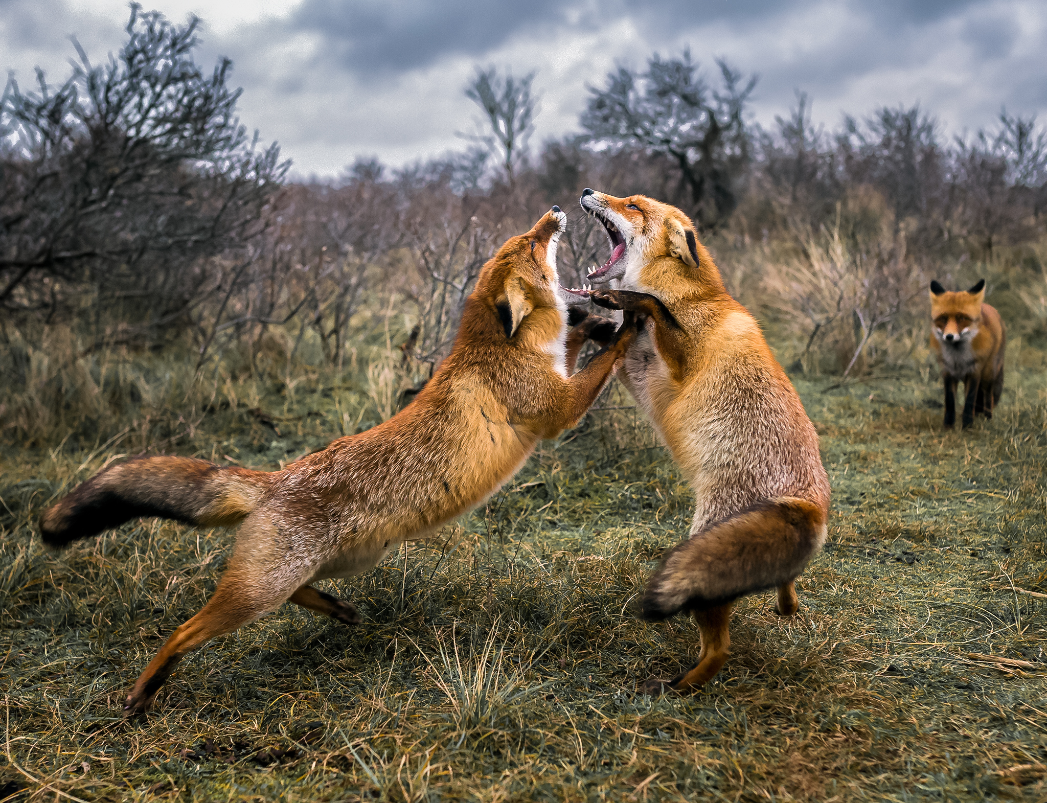 bild av rävar Ossi Saarinen