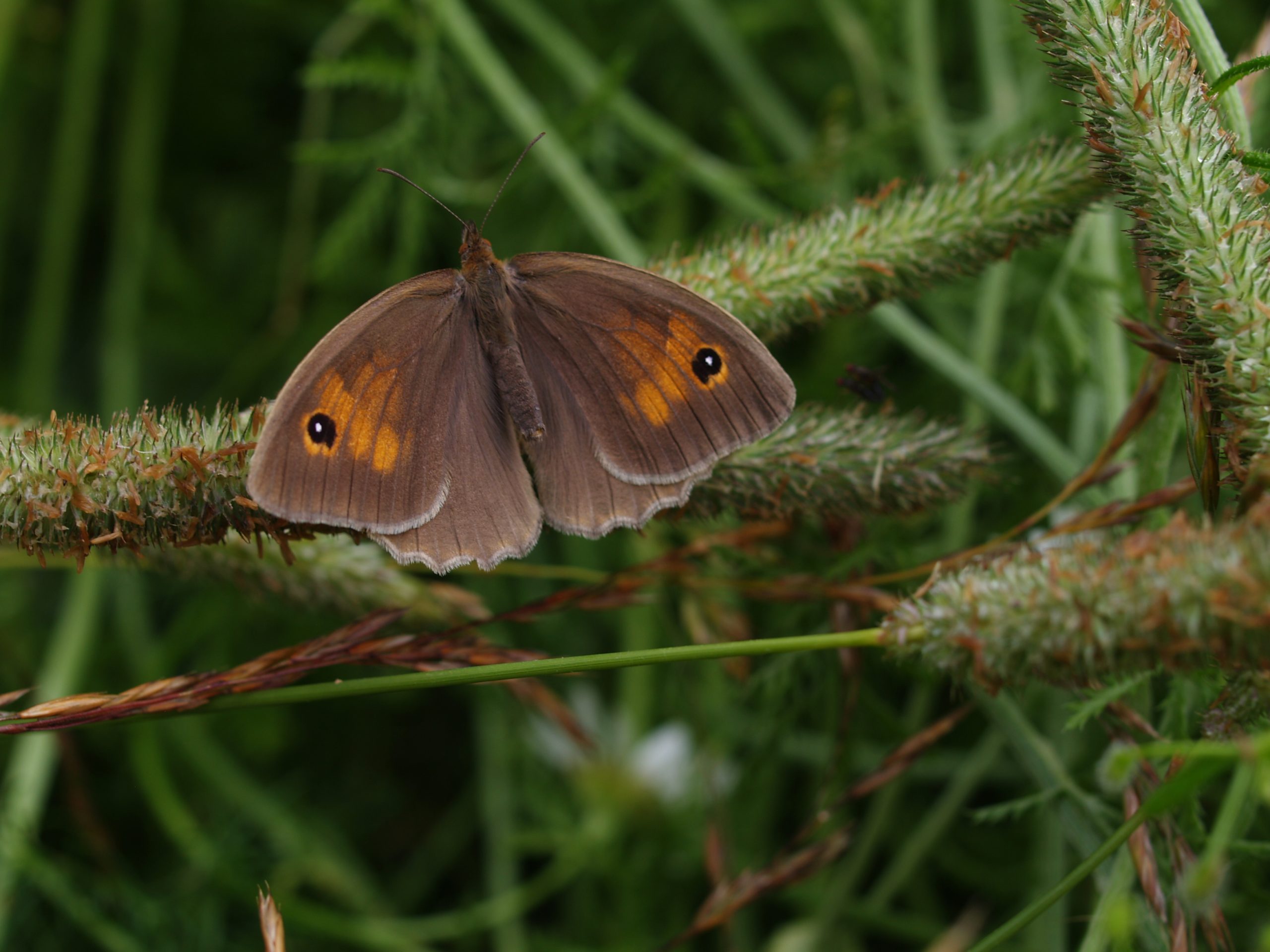 Fløyelsringvinge fotografert på siv