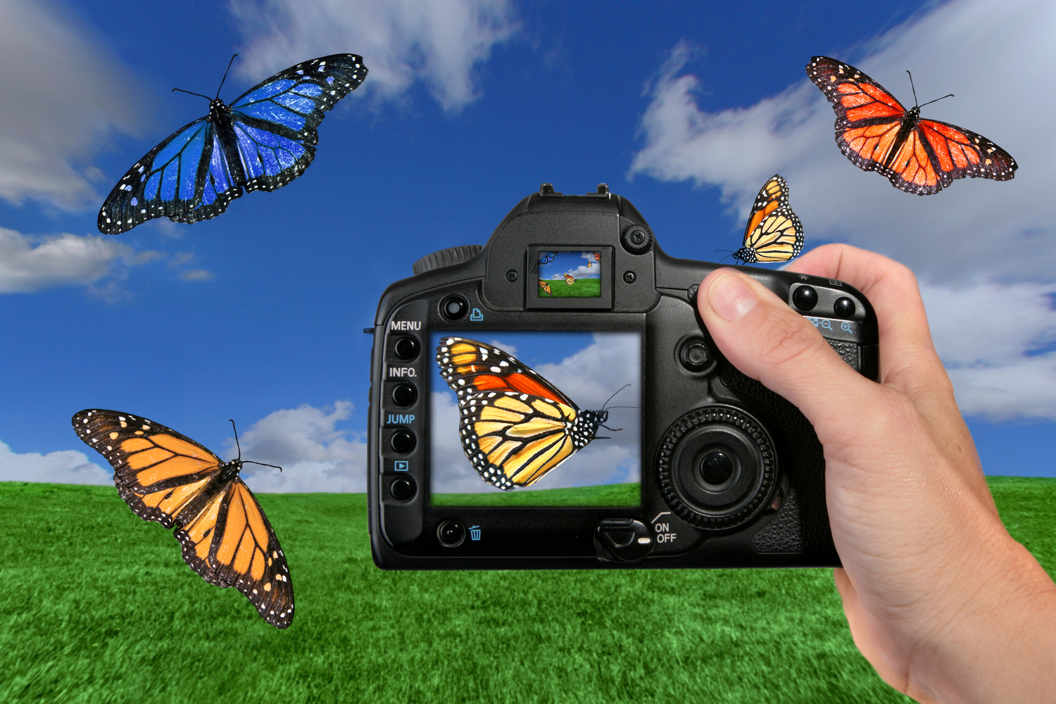 Valokuvaaja kuvaamassa perhosia