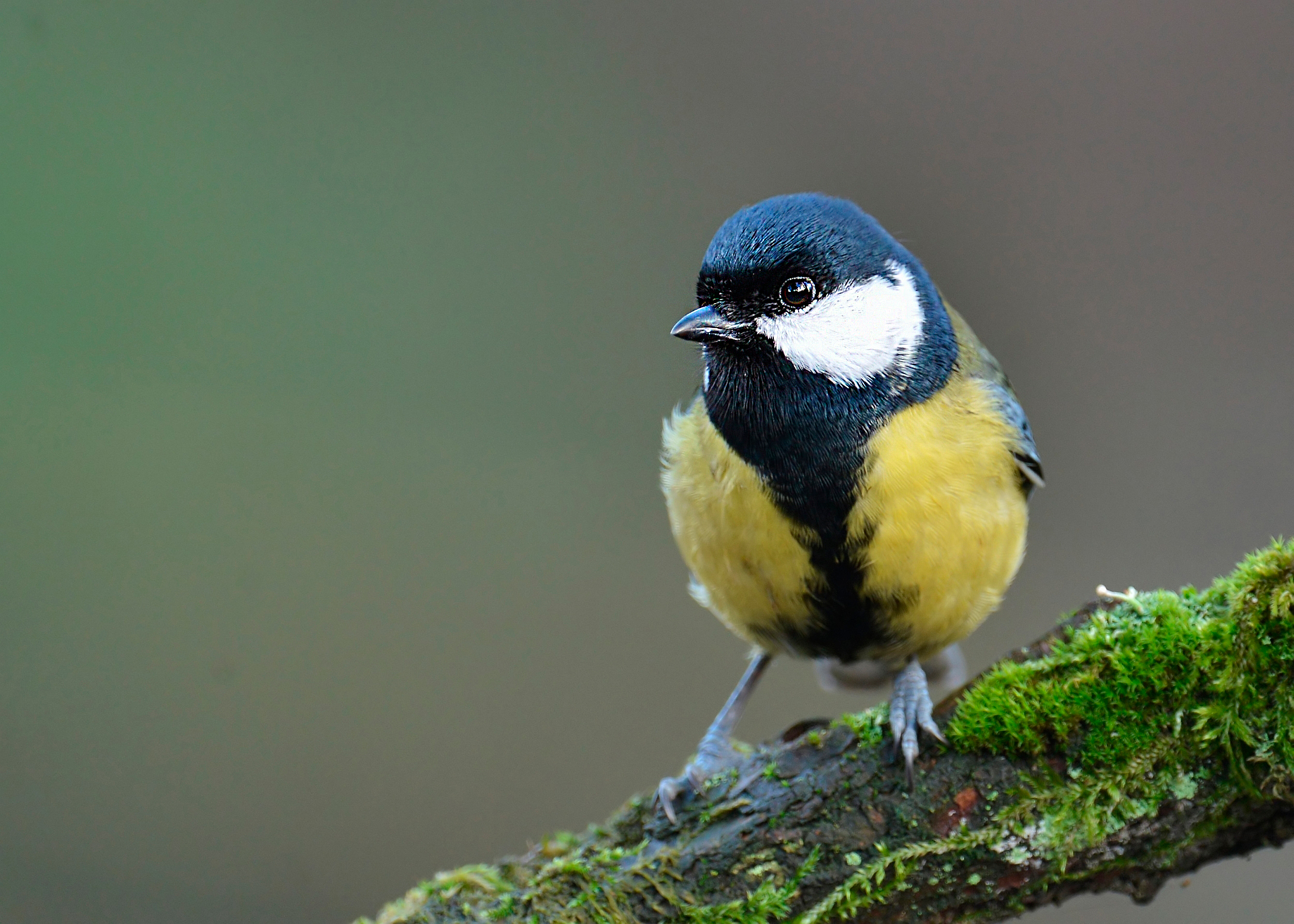 Talgoxe på gren redigerad med verktyget Skärpa i Photoshop
