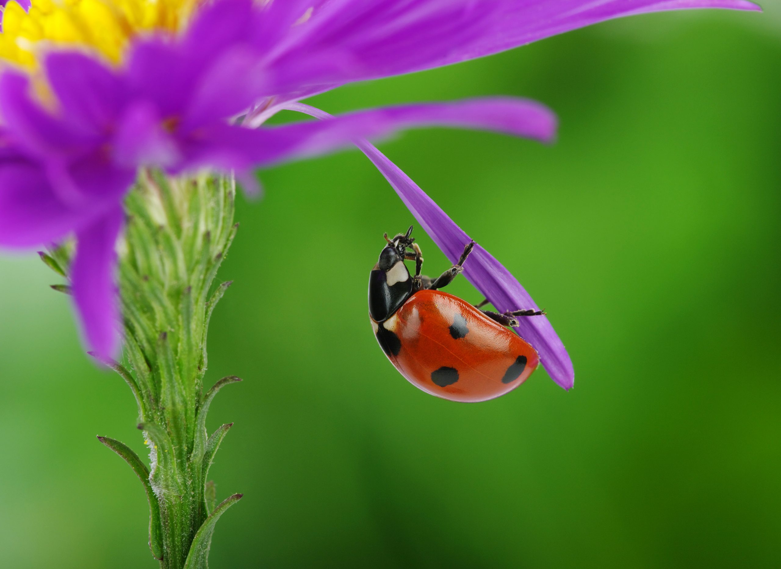 Nyckelpiga på kronblad