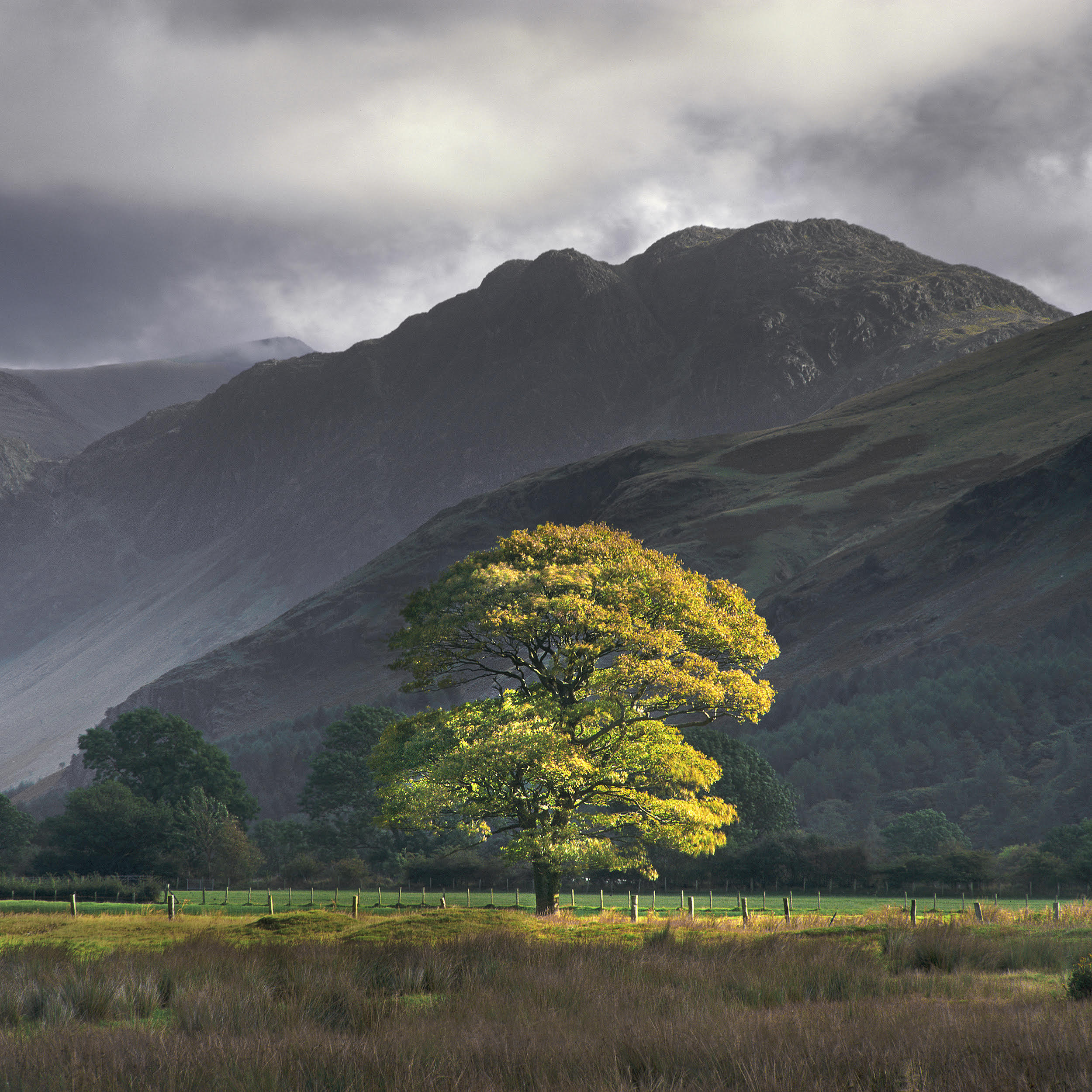 Træ fotograferet i det nordlige England