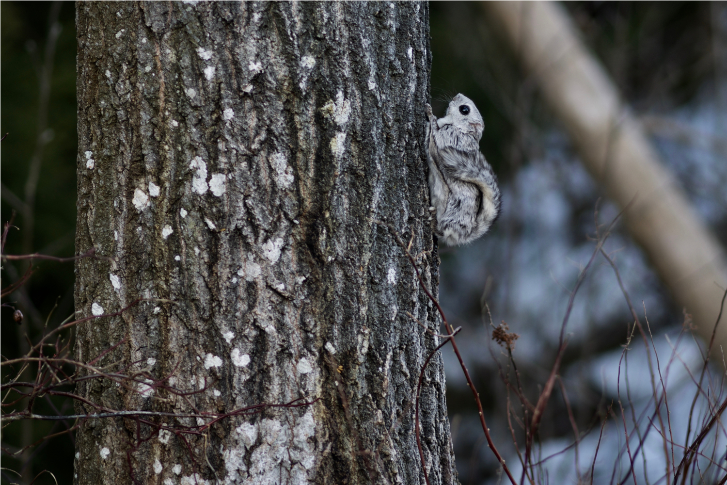 Liito-orava on Nuuksion kansallispuiston tunnuseläin.