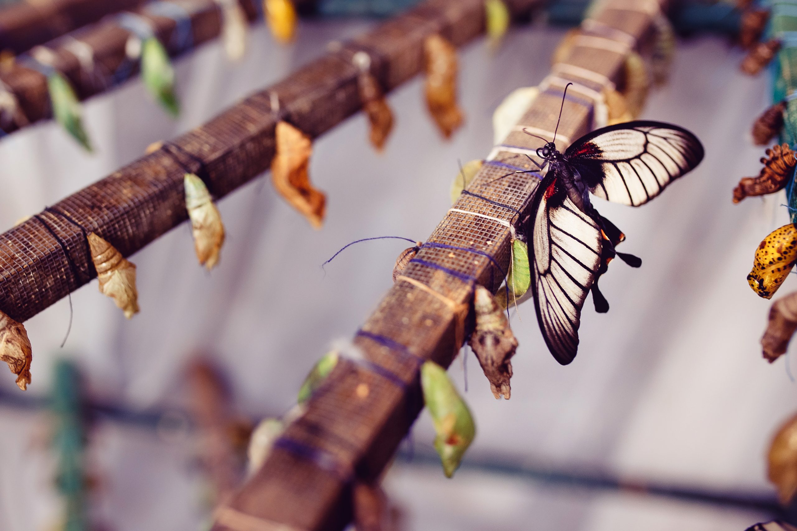 Fjäril fotograferad med stor bländaröppning