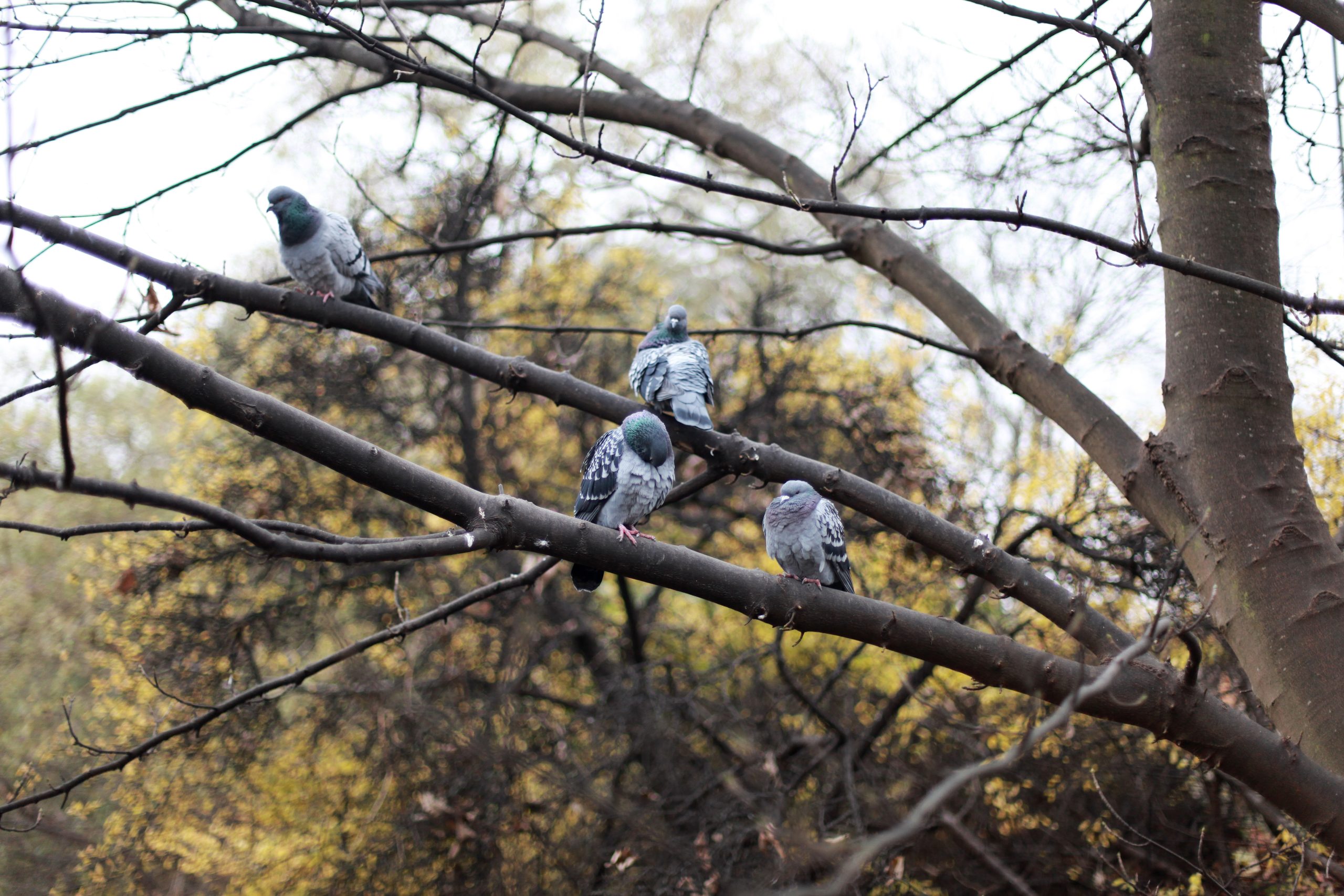 Bilde av duer har den optiske feilen kromatisk aberrasjon