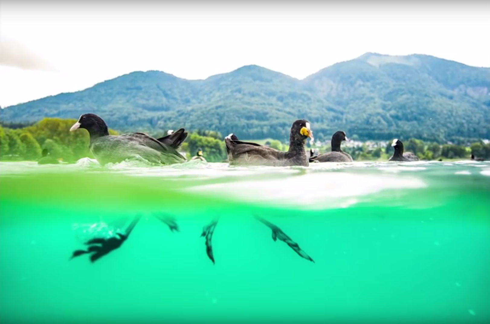 undervannsfotografering 