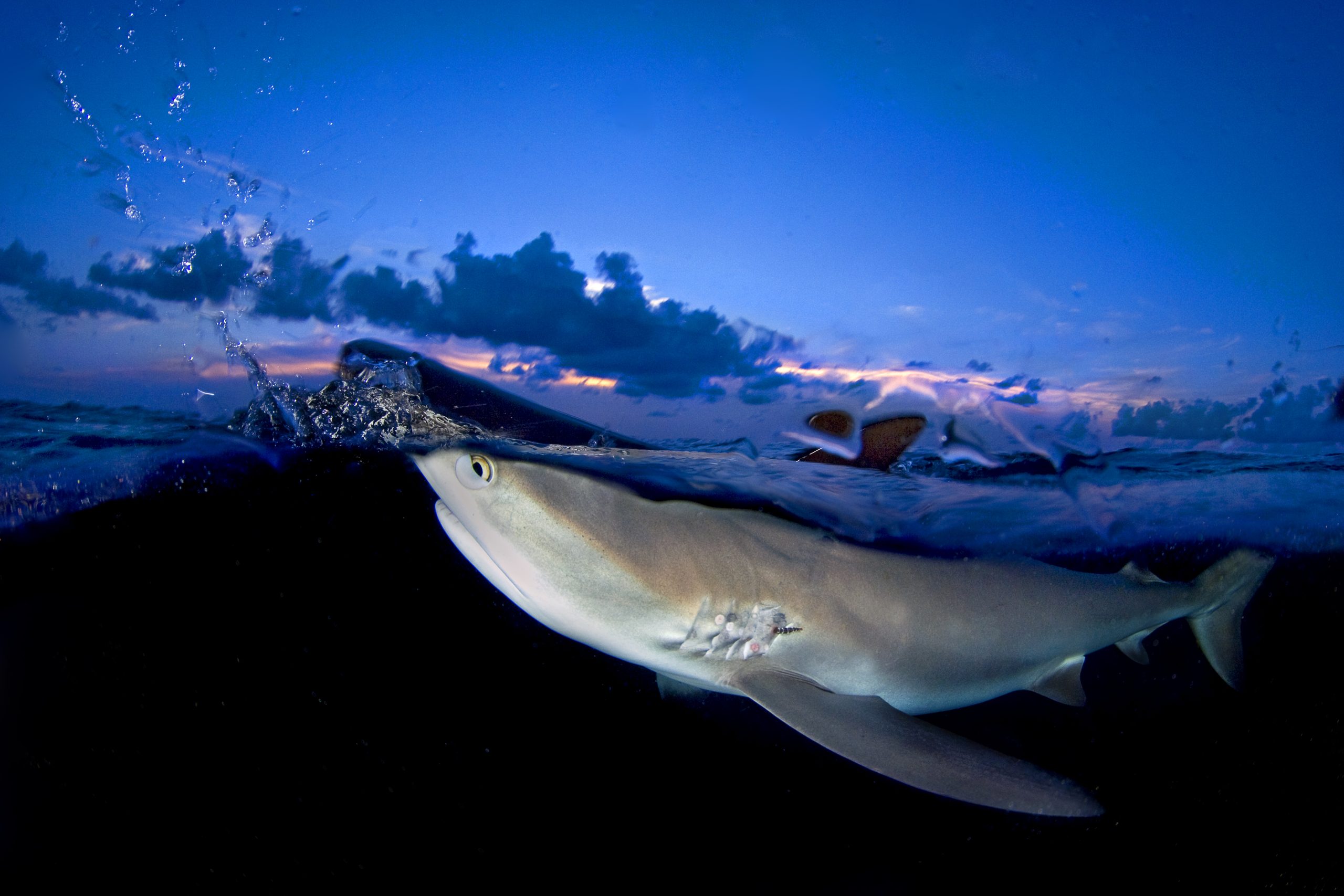 Caribisk revhaj undervandsfoto