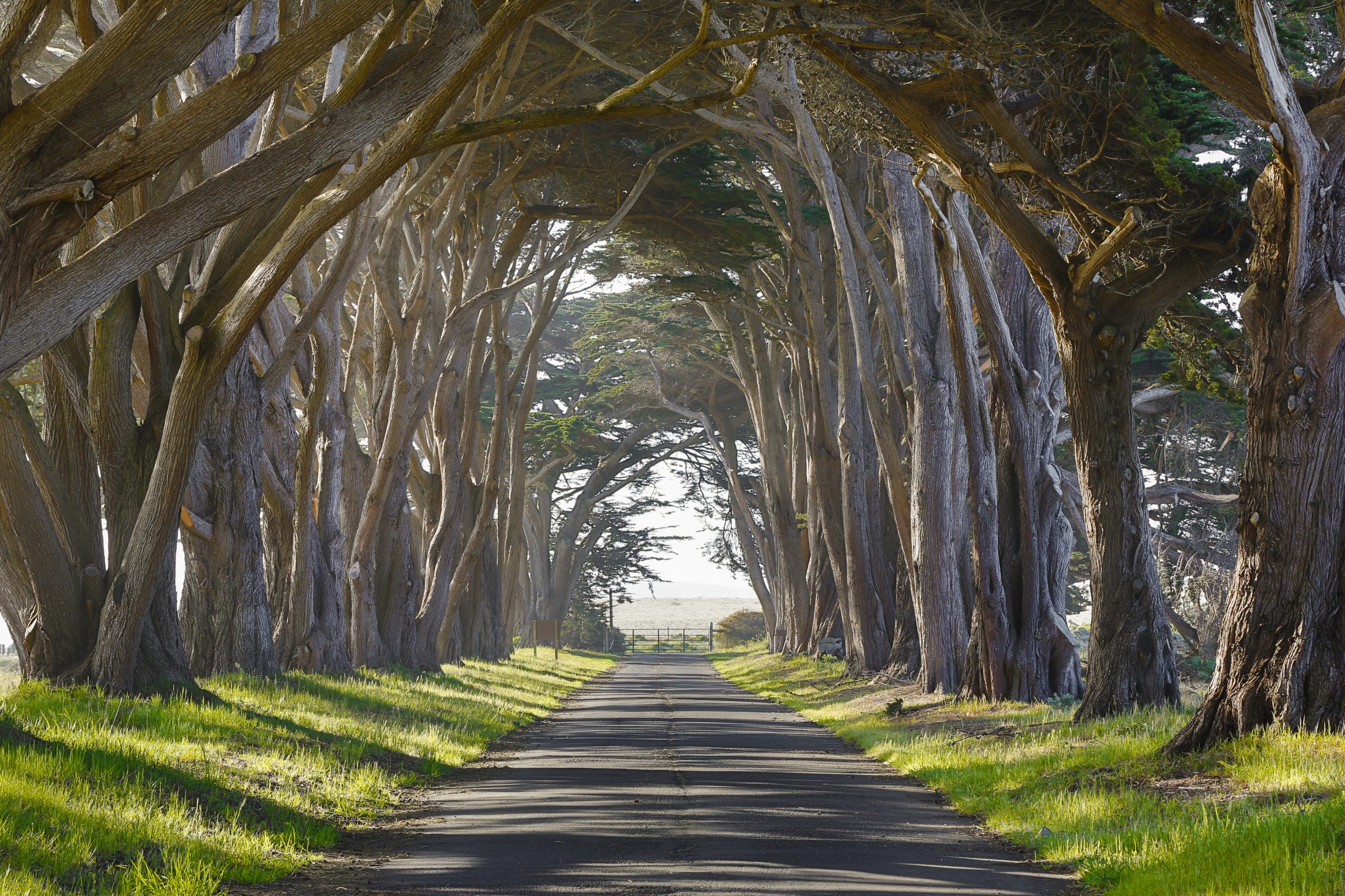 Parkallé landskapsfoto