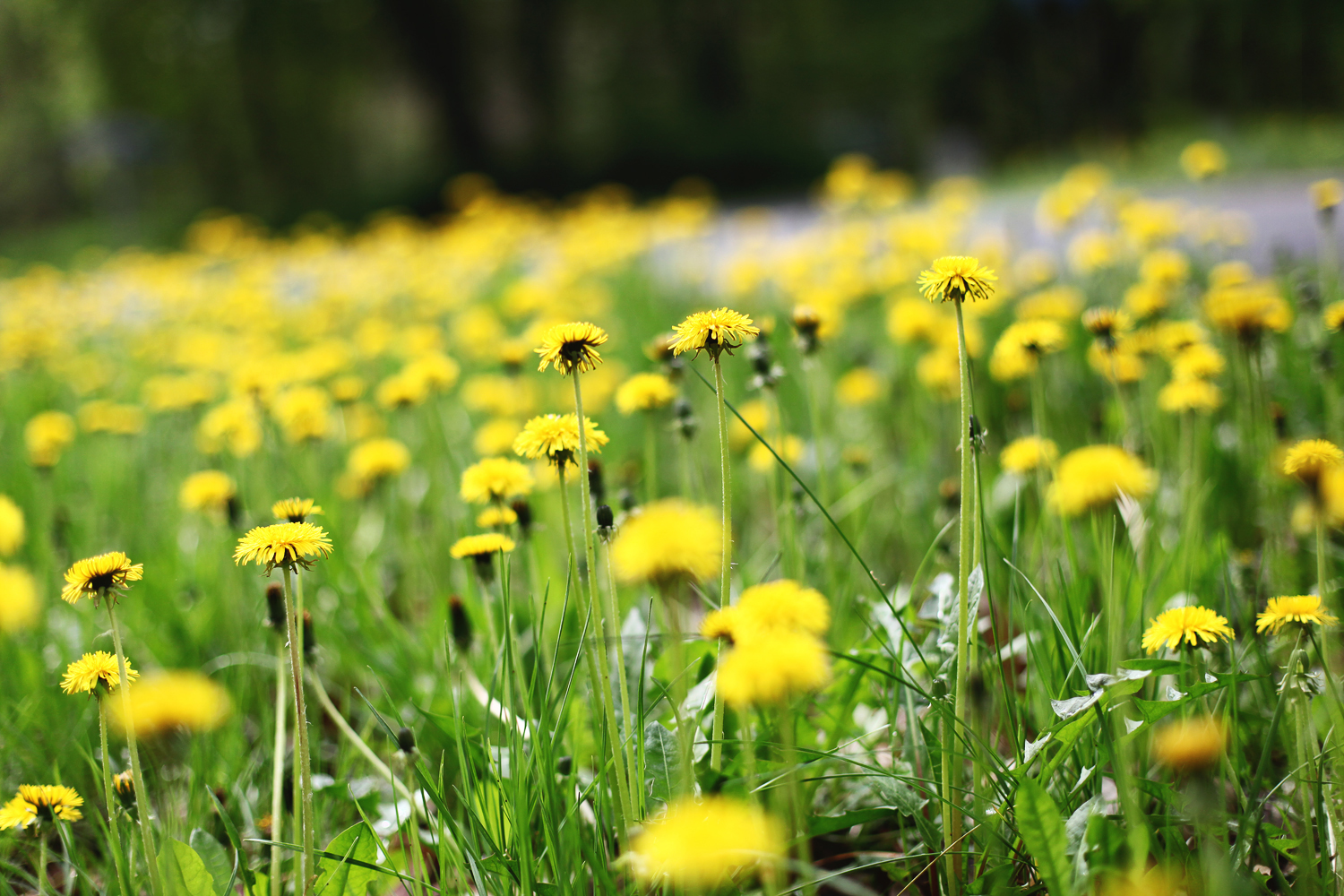 Gule mælkebøtter i grønt græs med vej i baggrunden