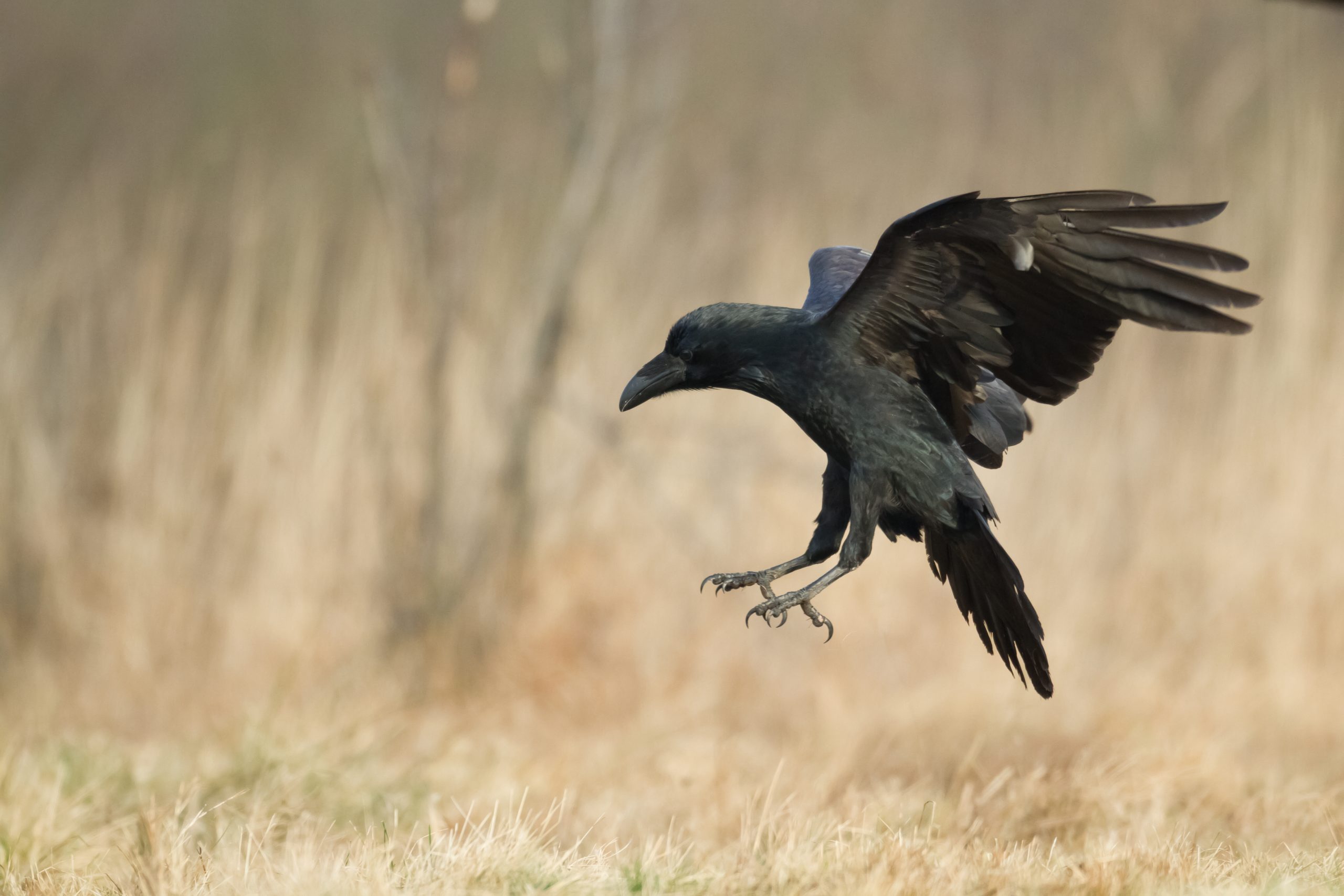 Korp fågelfotografi