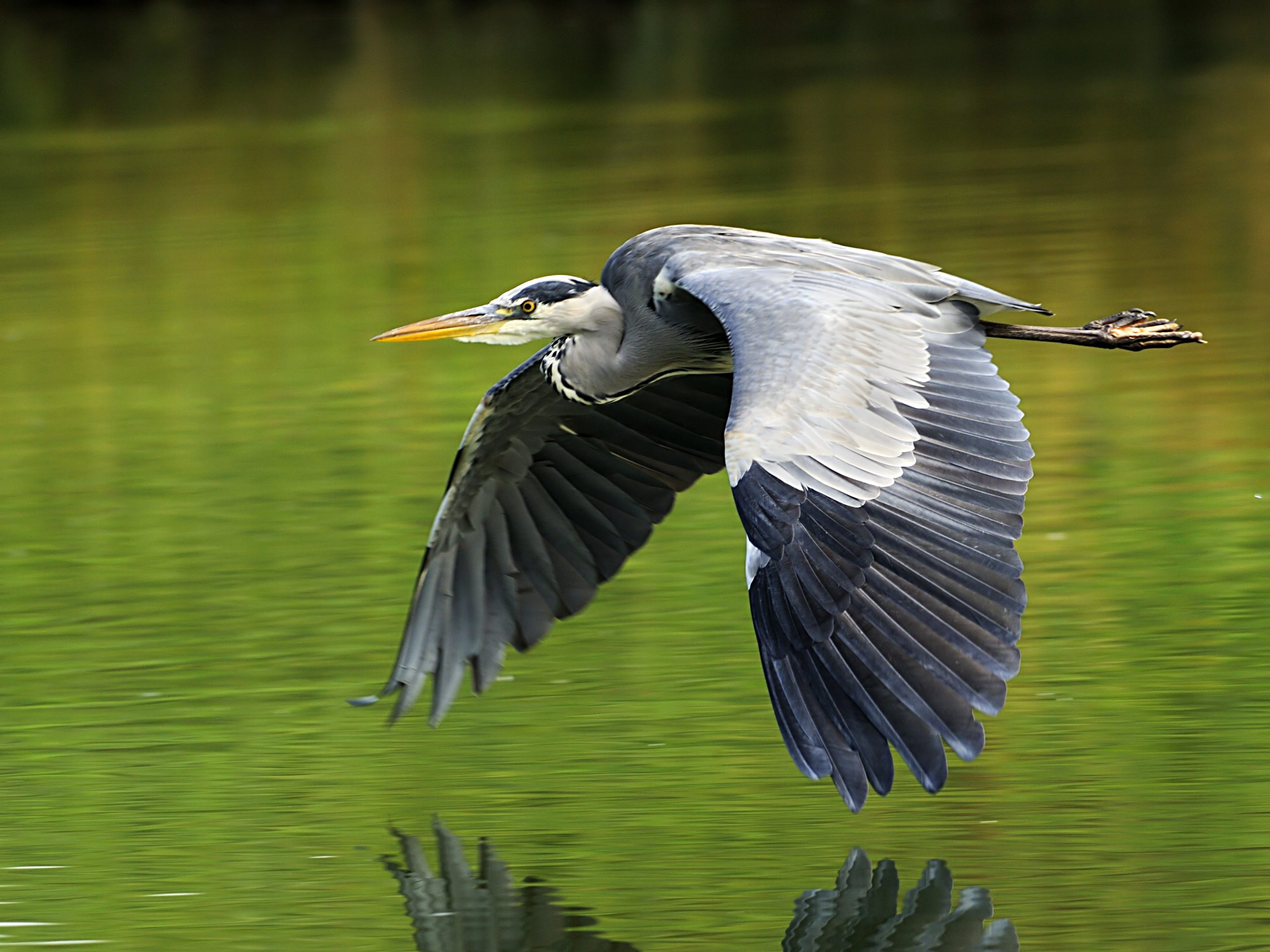 Gråhäger fågelfotografering