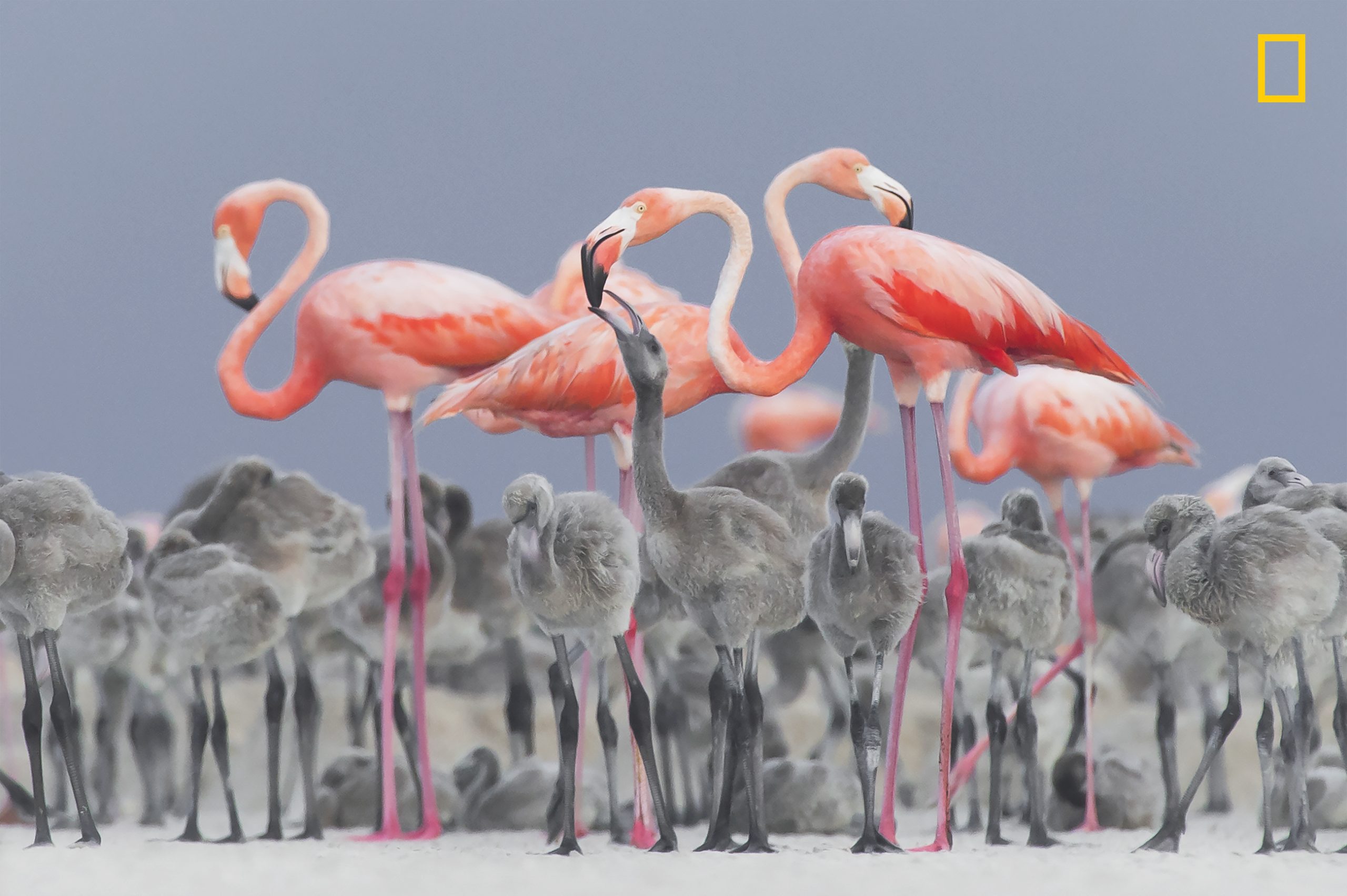 Andra plats djurbilder National Geographic Nature Photographer of the Year Alejandro Prieto