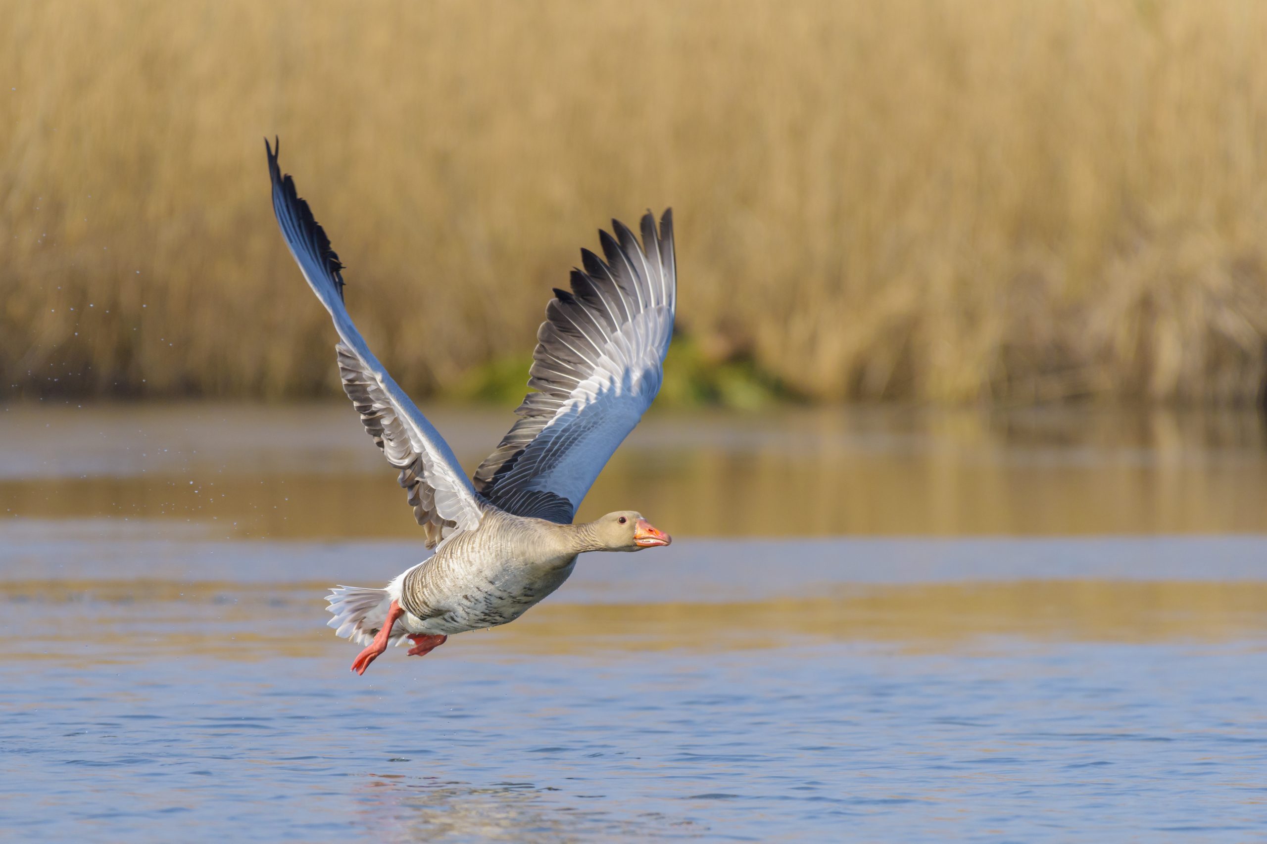 Fotografer grågåsas tilbakekomst