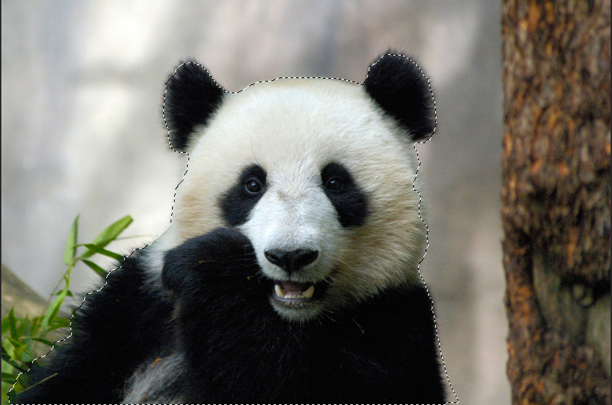 Panda merkittynä Photoshopissa