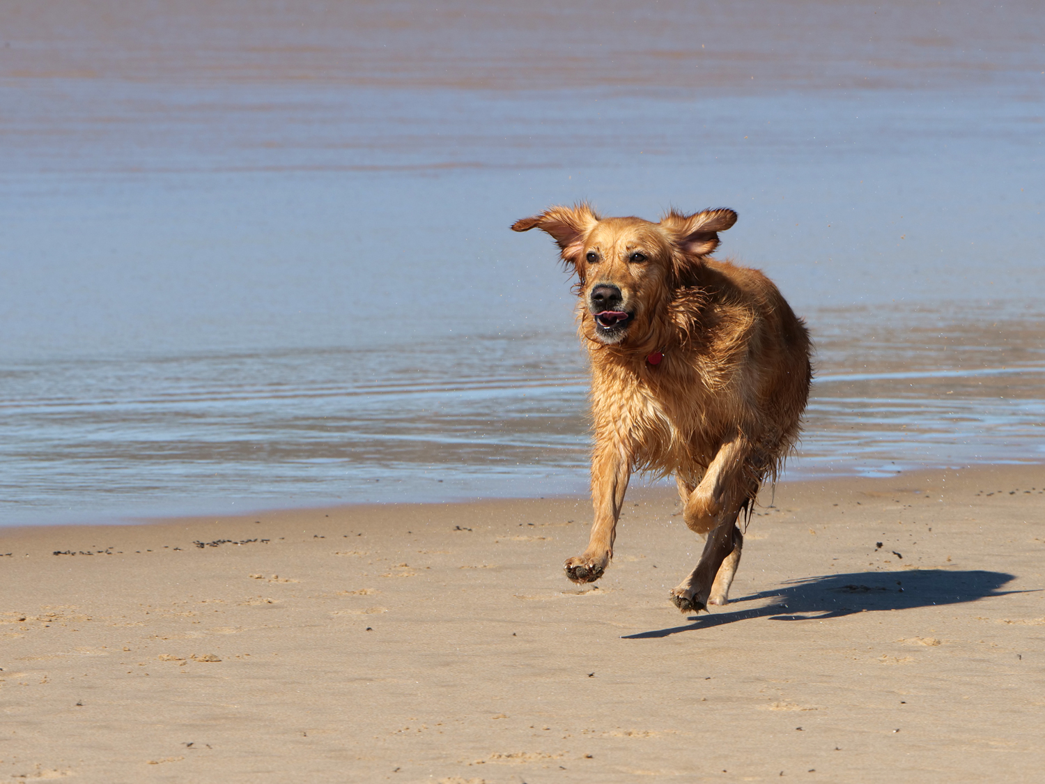 Panasonic Lumix G9 fokushastighet følgefokus