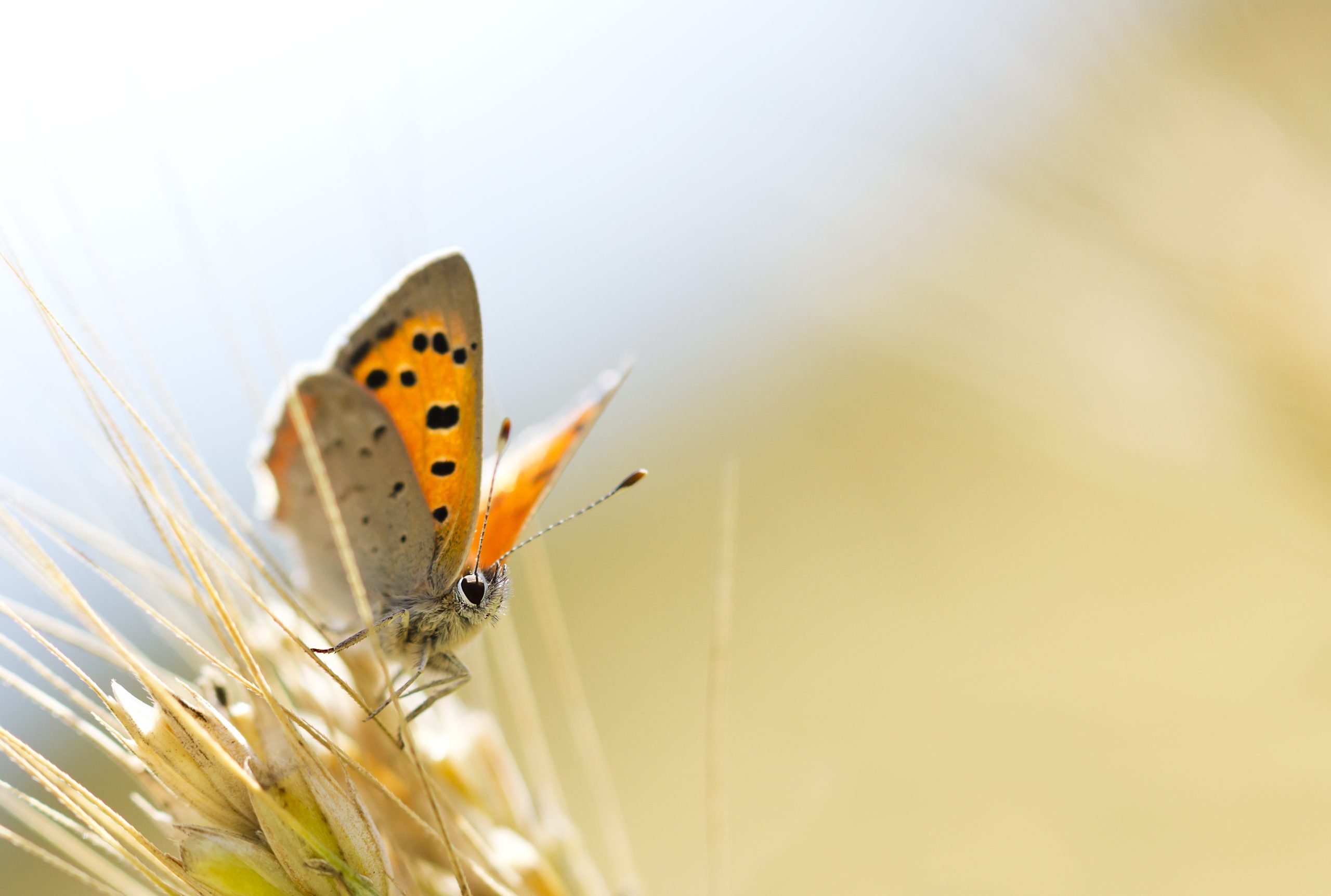 Fjäril fotograferad för Nordisk Talent Award