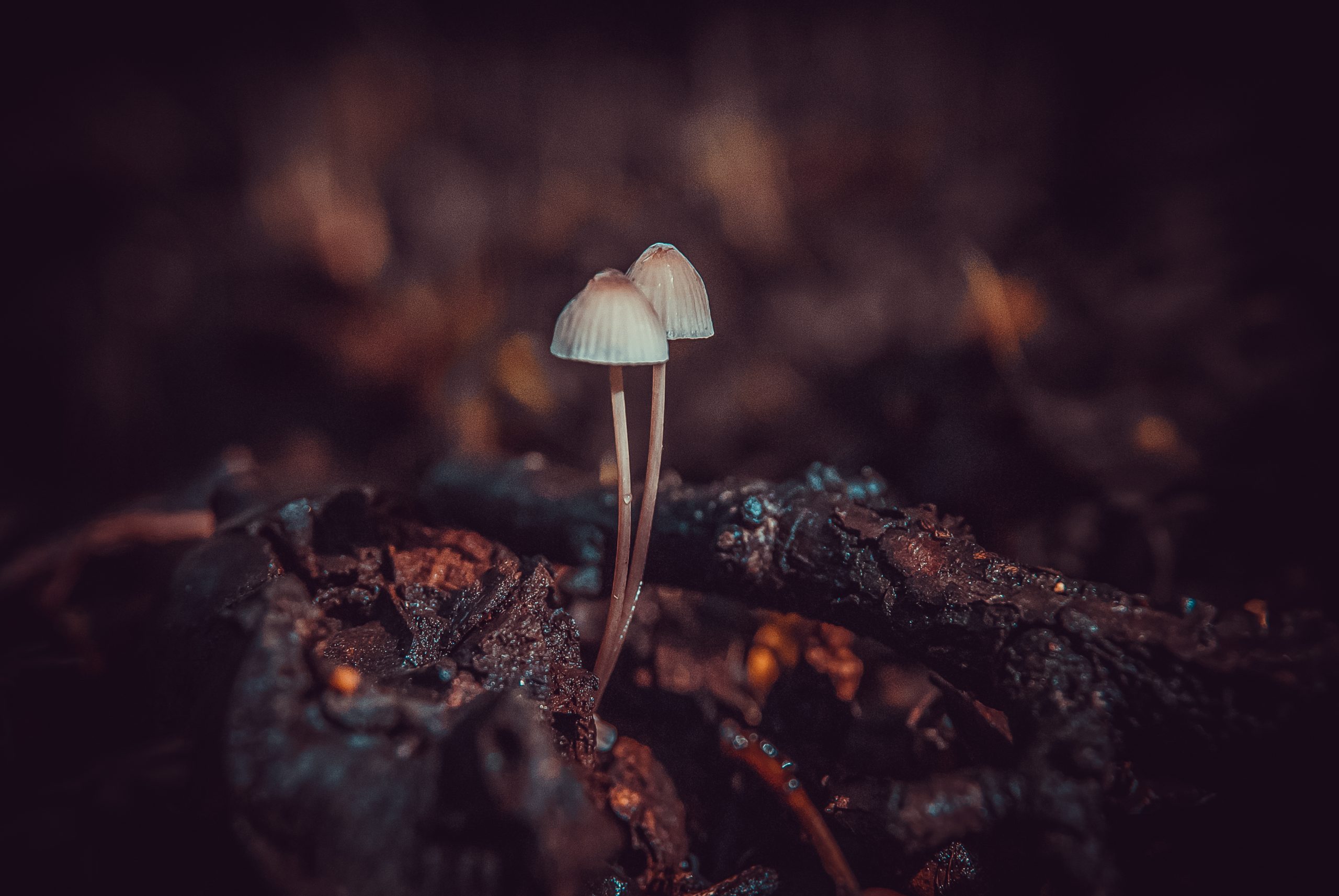 De her makromotiver skal du fotografere i efteråret