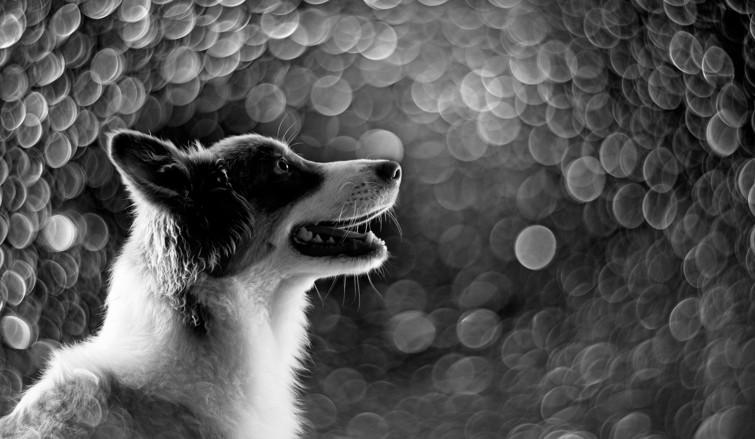 Hund kigger op på lysende baggrund