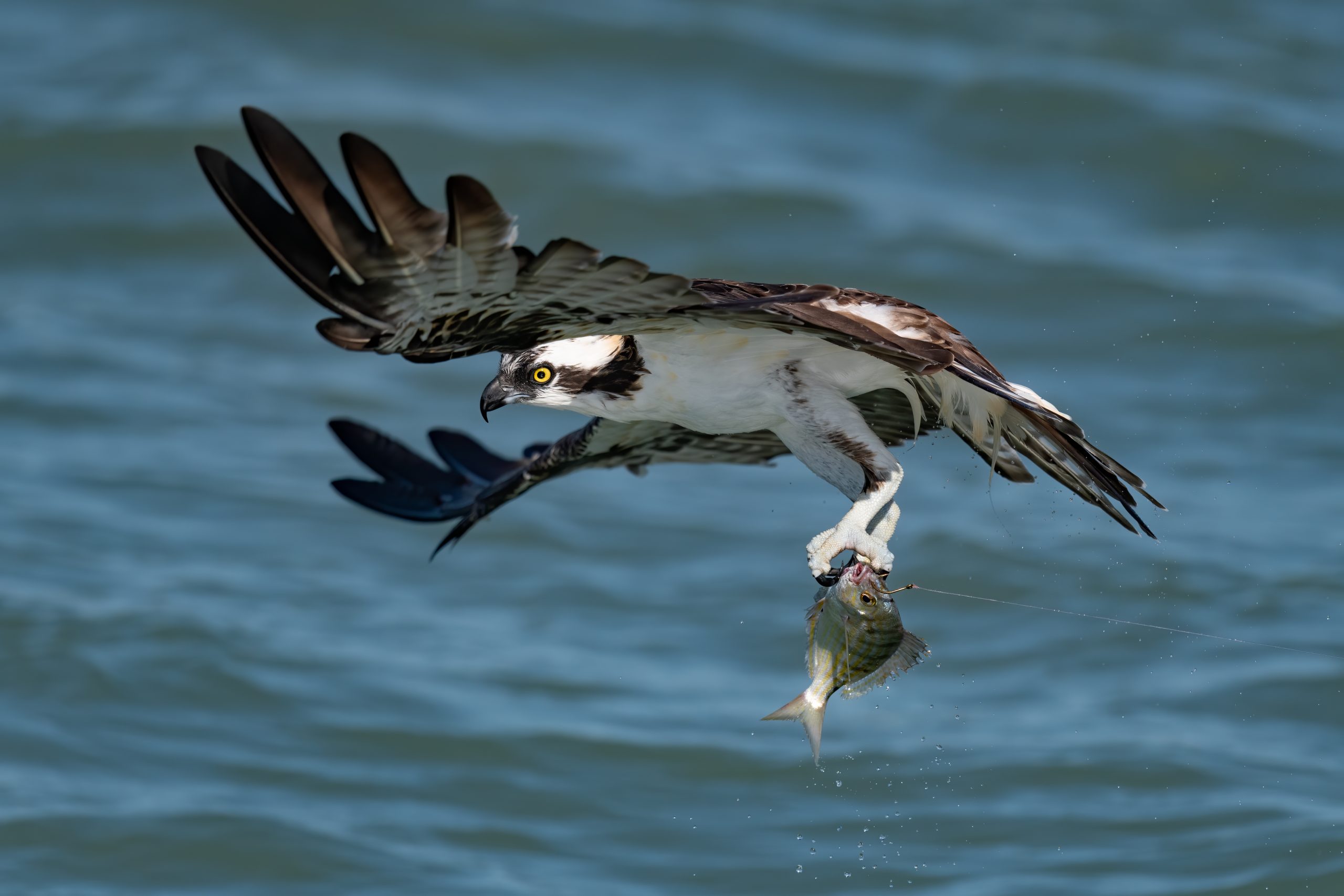 Fiskeørn med fisk i kløerne