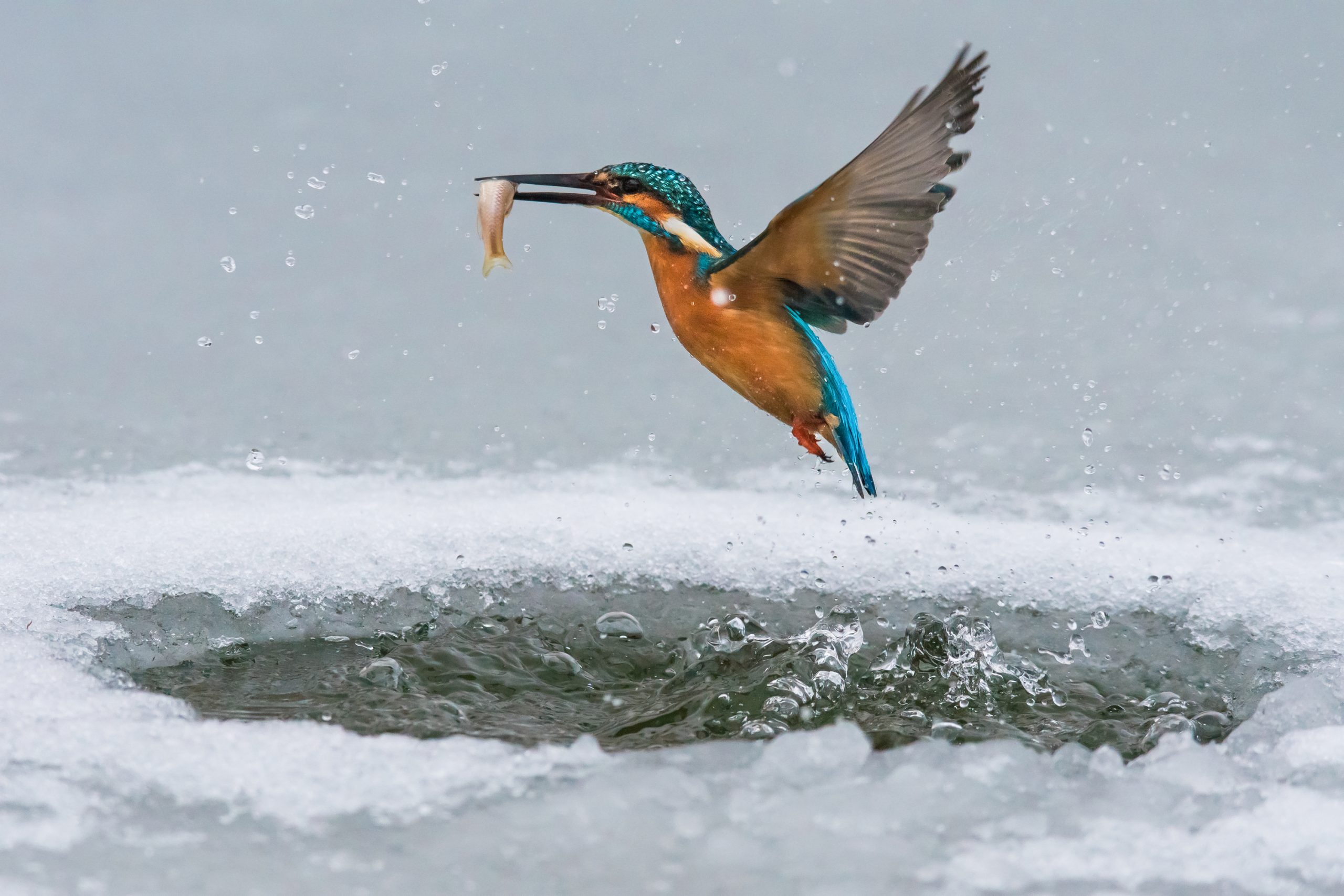 Isfugl flyver op ad vandet